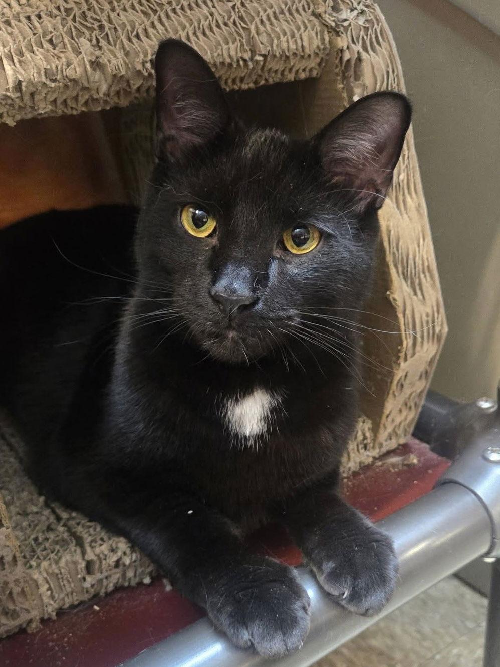 Oatcake, Adoptable, Young Female Domestic Short Hair.