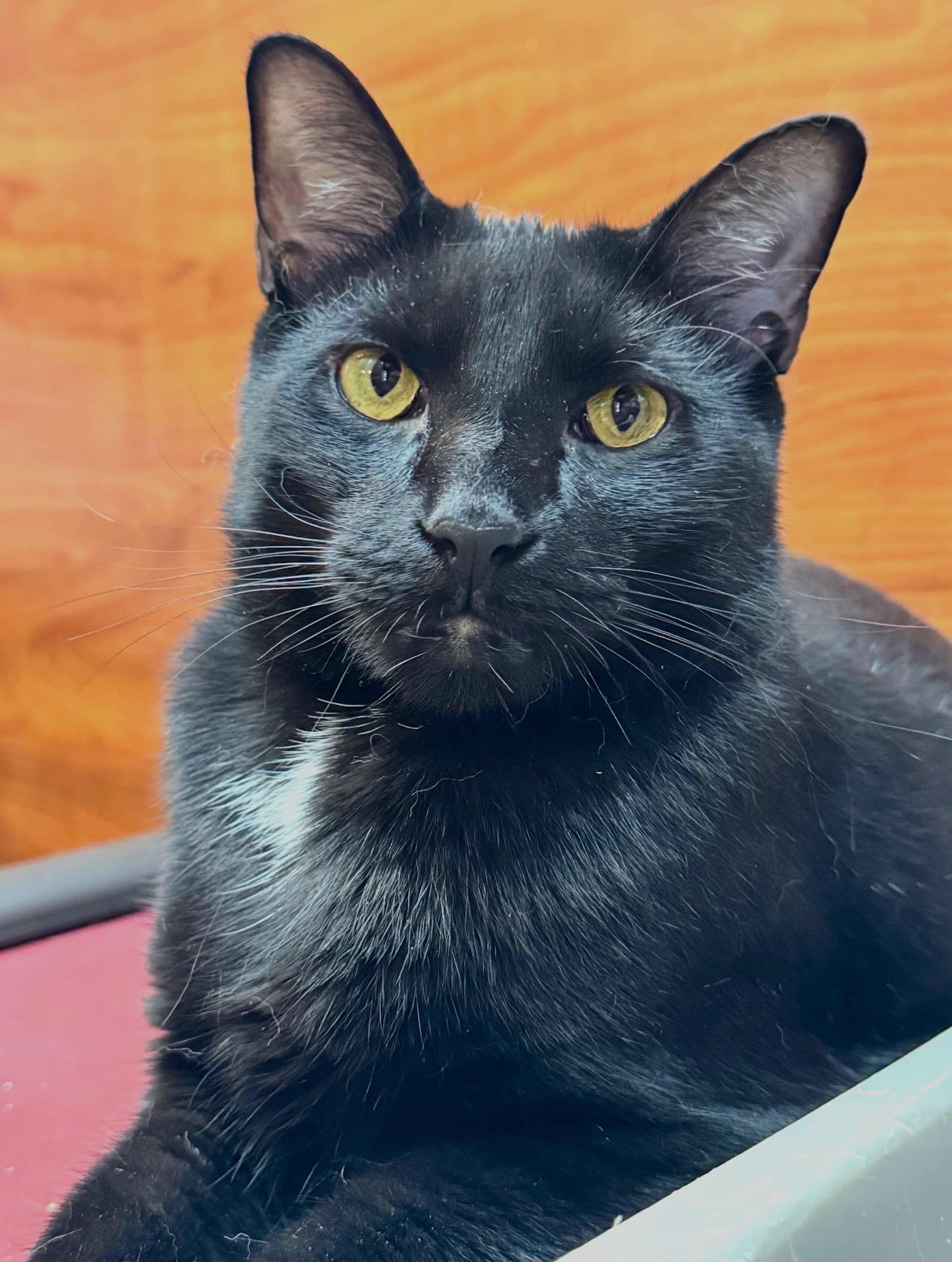 Enlarge Oatcake, a Adoptable Domestic Short Hair in Fishkill, NY image 2/3