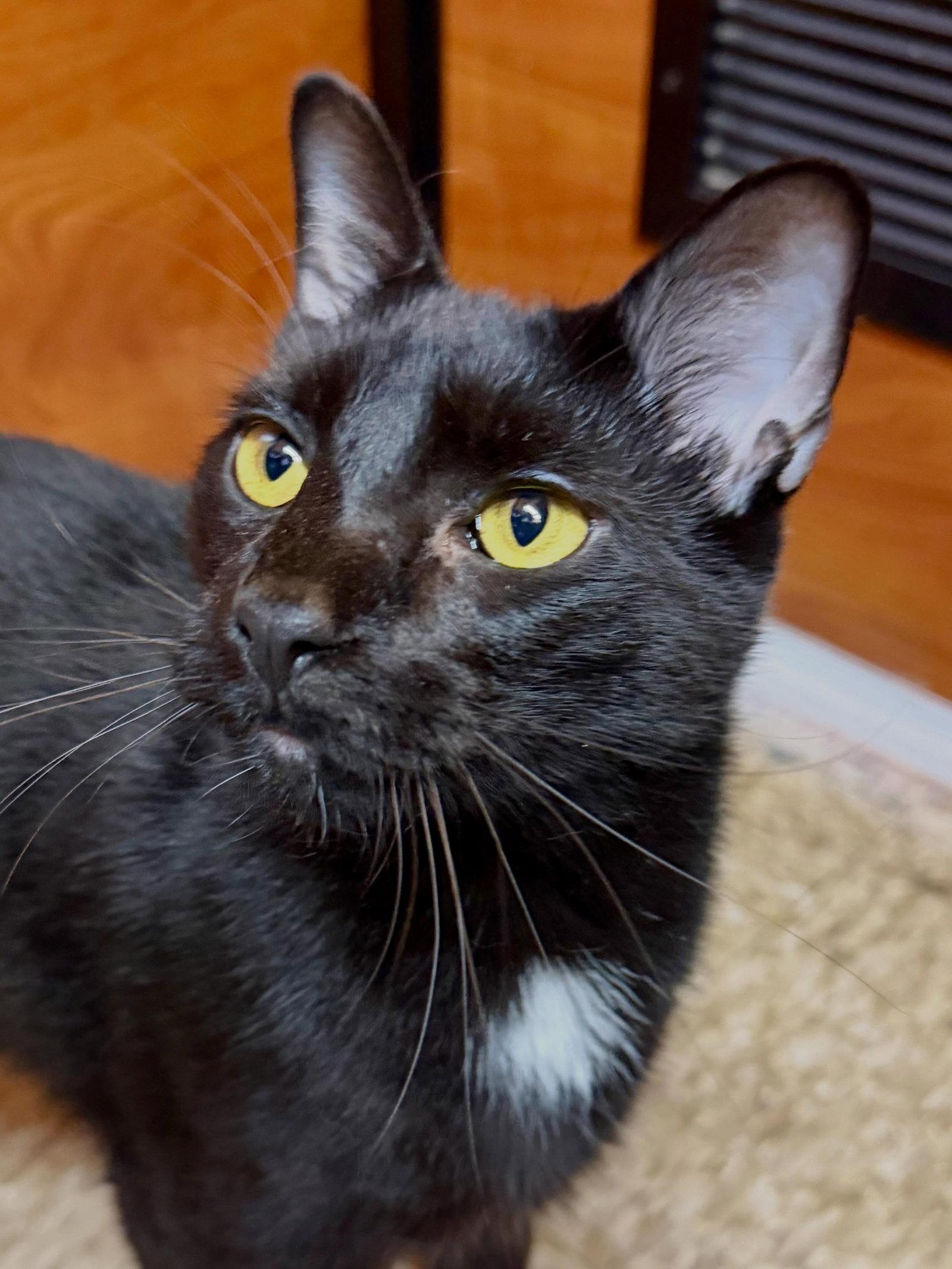 Enlarge Oatcake, a Adoptable Domestic Short Hair in Fishkill, NY image 3/3