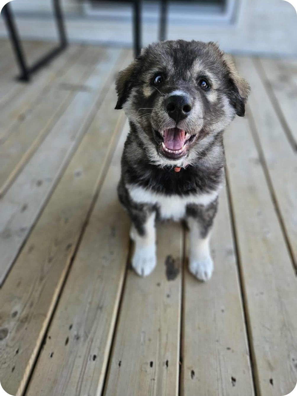 Judy, an adoptable Husky, Mixed Breed in Winnipeg, MB, R3E 2Z9 | Photo Image 1