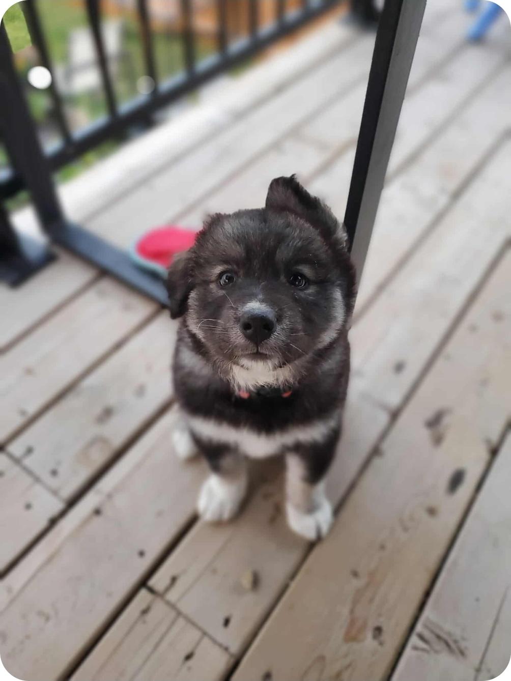Judy, an adoptable Husky, Mixed Breed in Winnipeg, MB, R3E 2Z9 | Photo Image 2