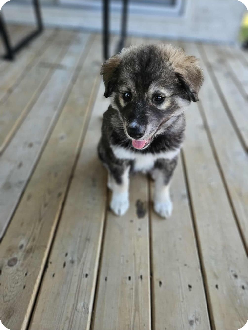 Judy, an adoptable Husky, Mixed Breed in Winnipeg, MB, R3E 2Z9 | Photo Image 5