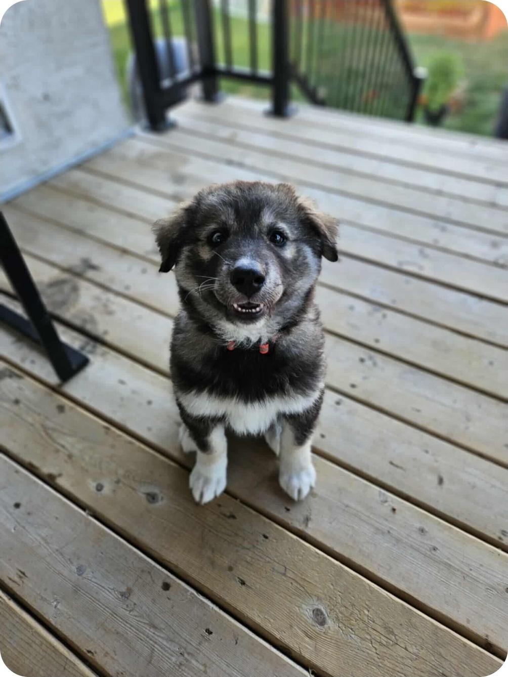 Judy, an adoptable Husky, Mixed Breed in Winnipeg, MB, R3E 2Z9 | Photo Image 4