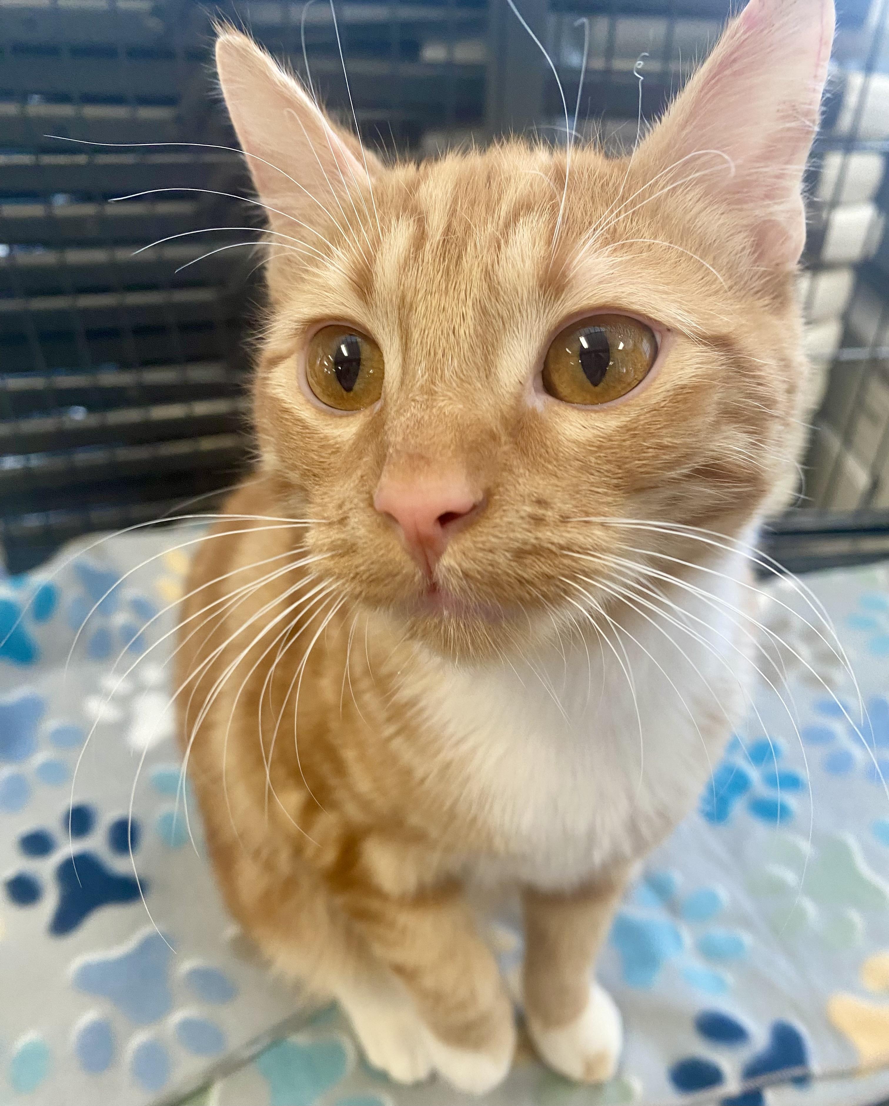 Kion, an adoptable Domestic Short Hair in Pocatello, ID, 83201 | Photo Image 1