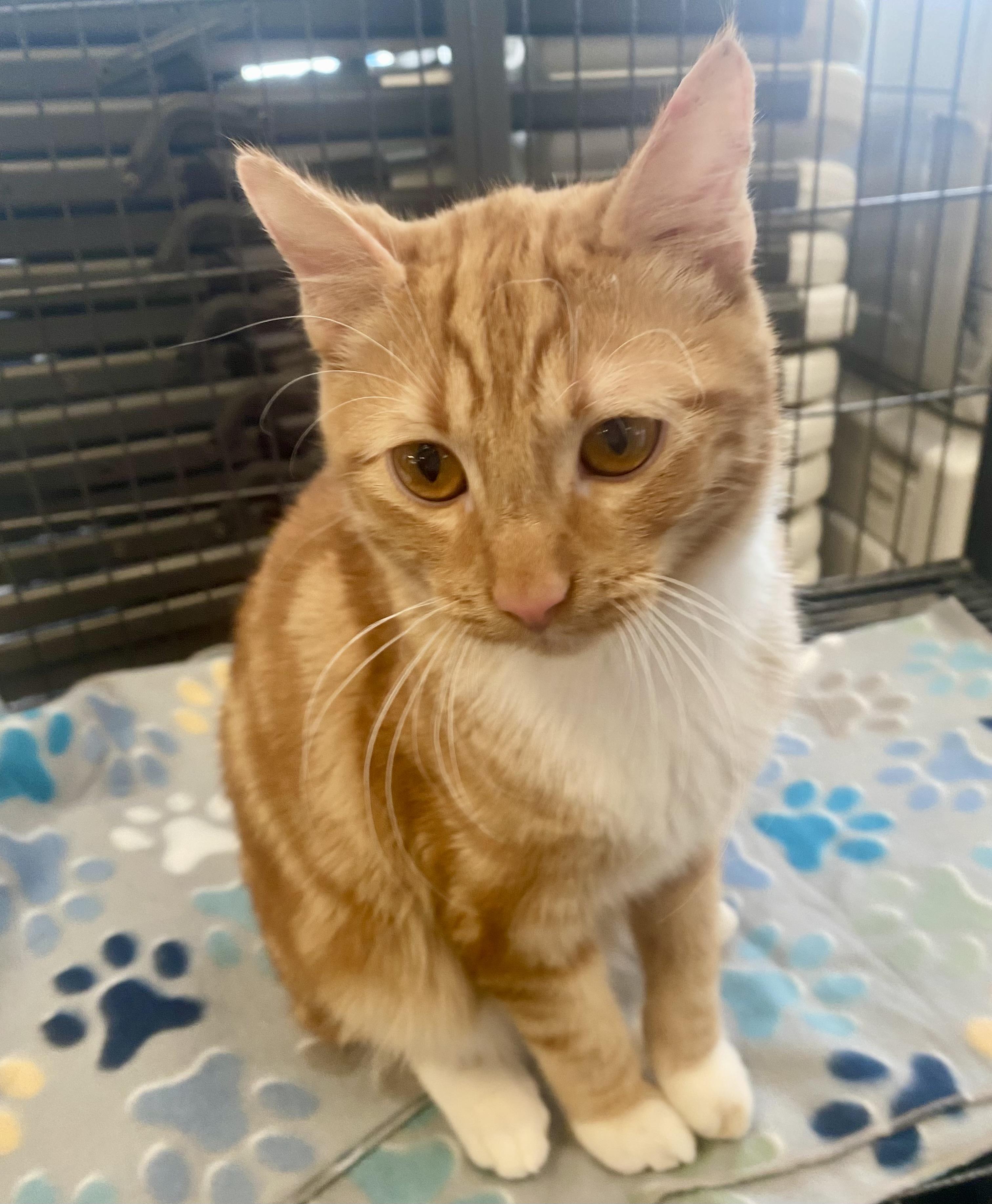 Kion, an adoptable Domestic Short Hair in Pocatello, ID, 83201 | Photo Image 3