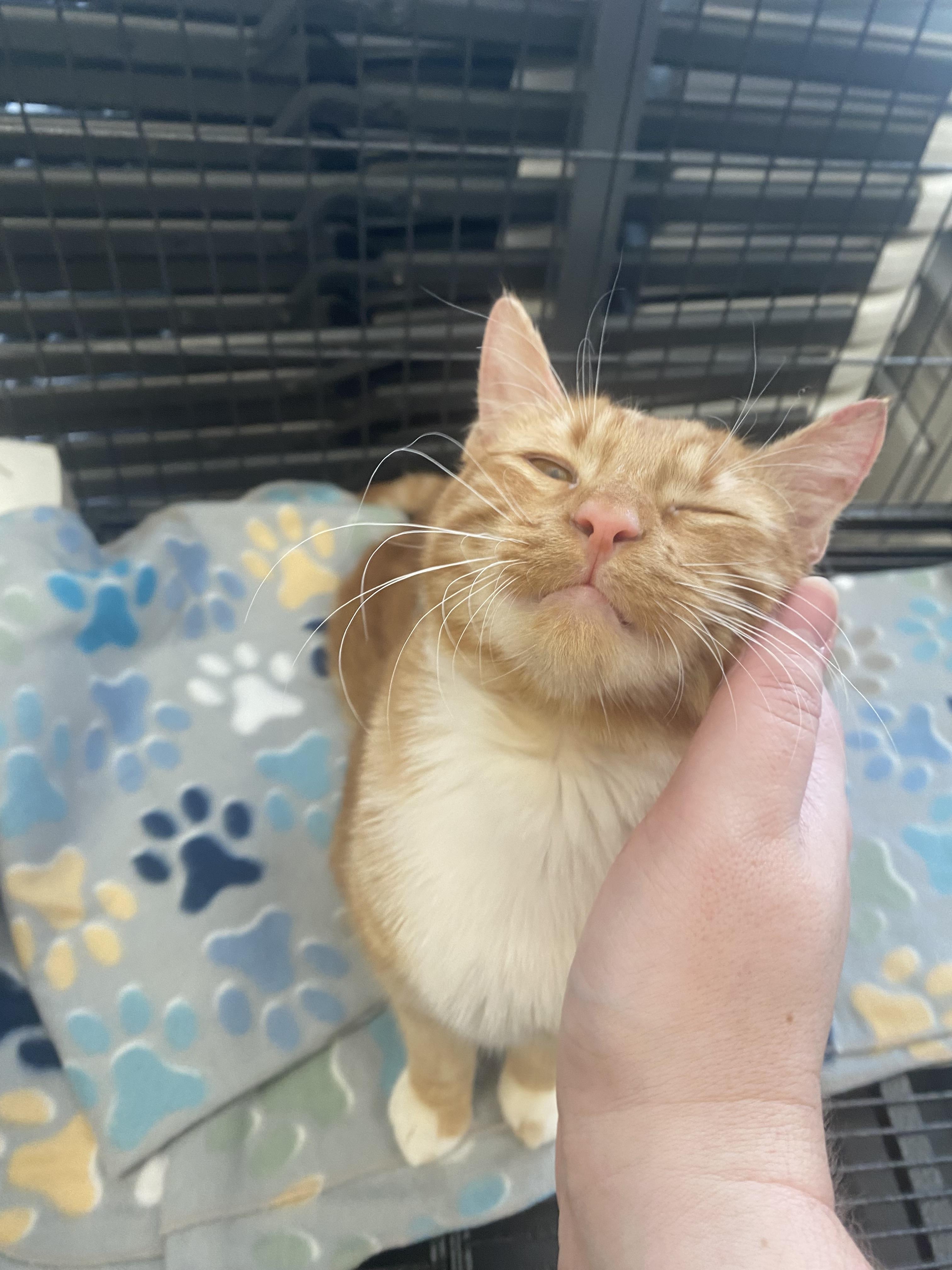 Kion, an adoptable Domestic Short Hair in Pocatello, ID, 83201 | Photo Image 4