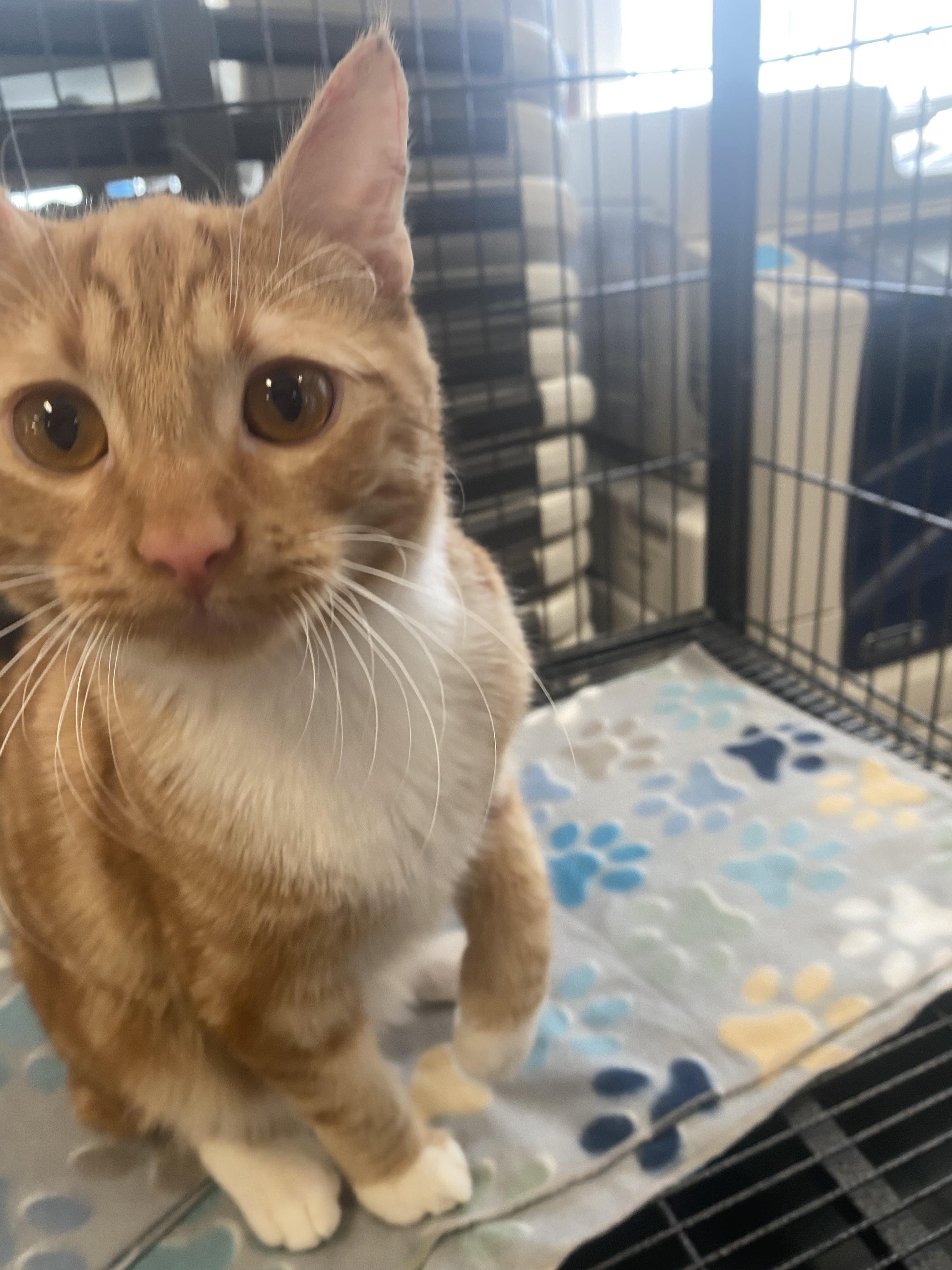 Kion, an adoptable Domestic Short Hair in Pocatello, ID, 83201 | Photo Image 5