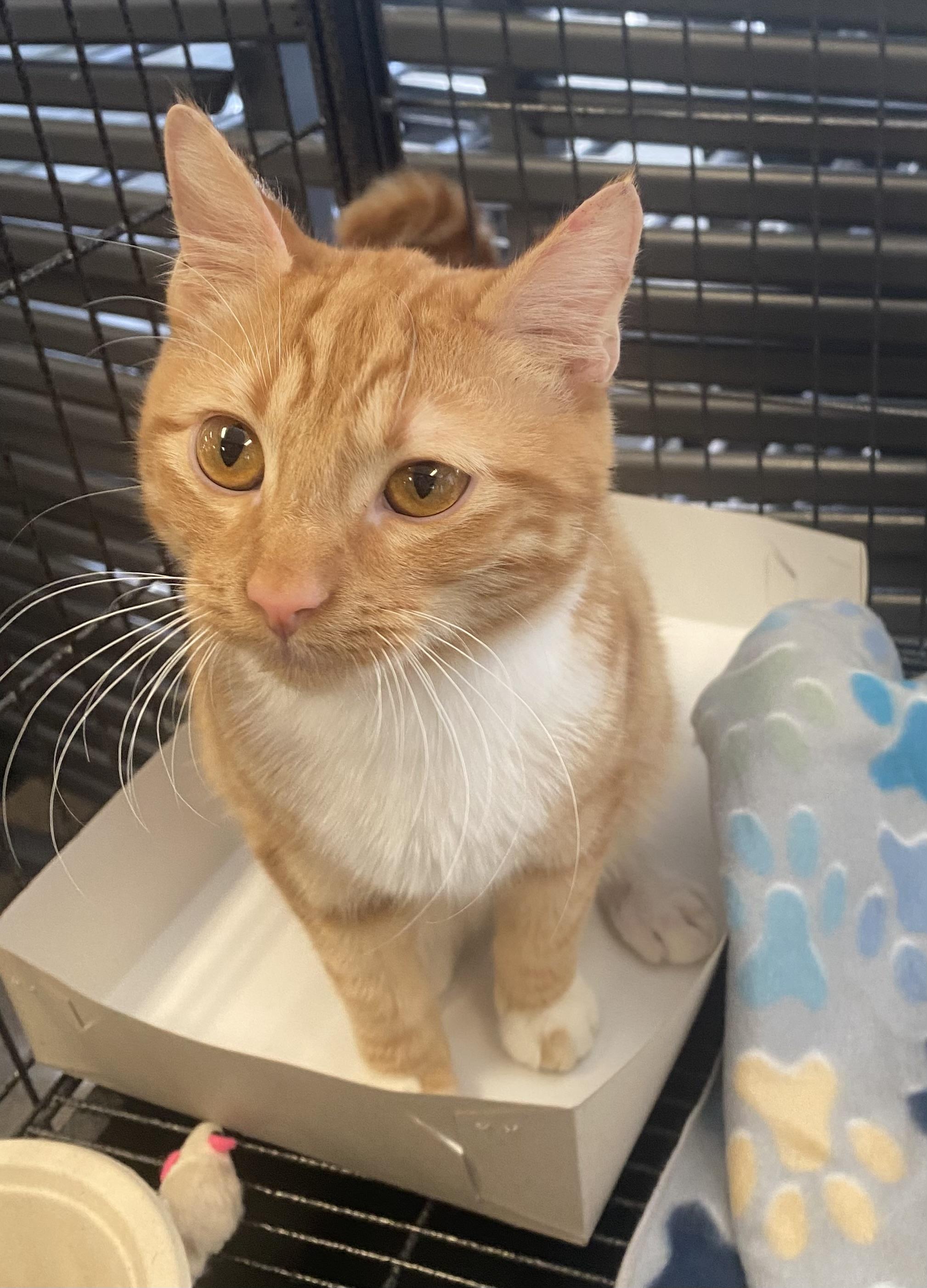 Kion, an adoptable Domestic Short Hair in Pocatello, ID, 83201 | Photo Image 6