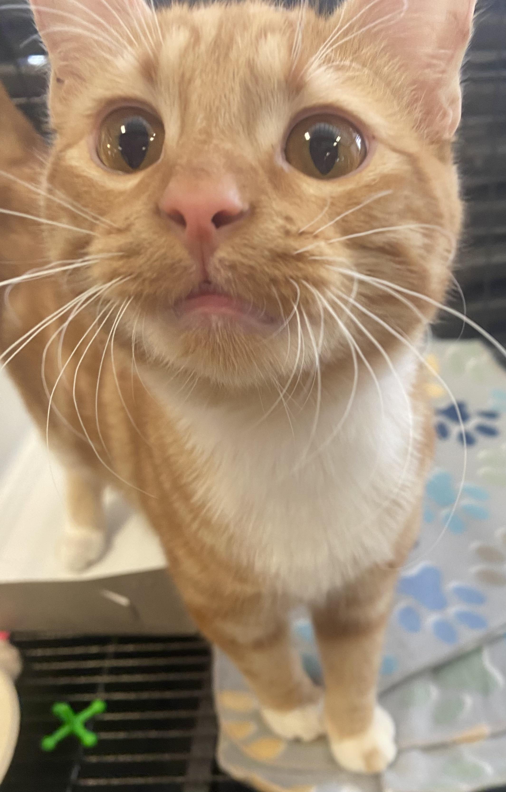 Kion, an adoptable Domestic Short Hair in Pocatello, ID, 83201 | Photo Image 2