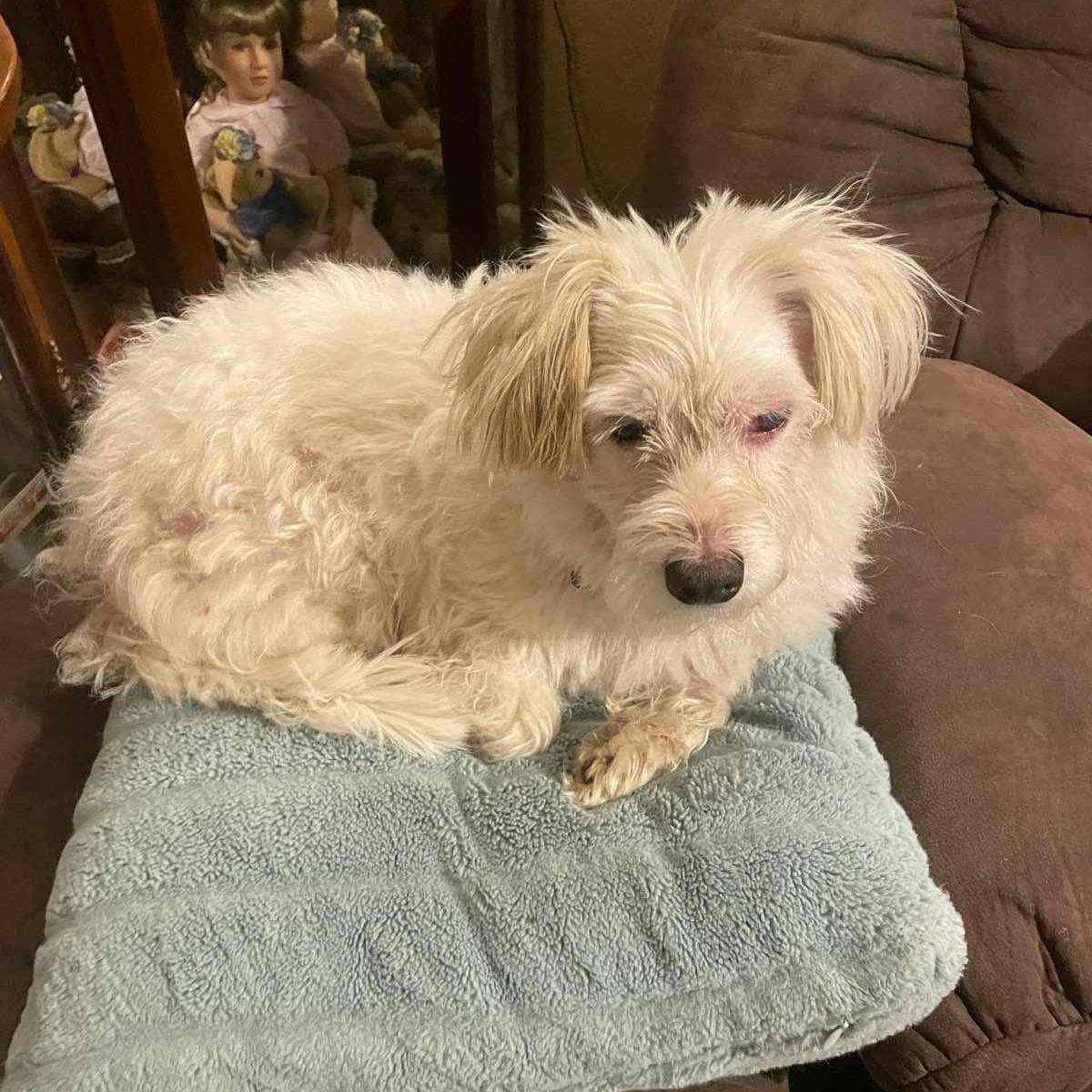 Enlarge Greta, an adoptable mixed breed in Marana, AZ image 3/4