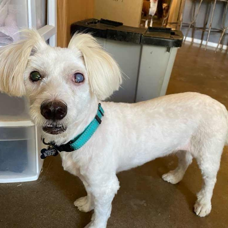 Enlarge Greta, an adoptable mixed breed in Marana, AZ image 4/4