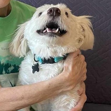 Enlarge Greta, an adoptable mixed breed in Marana, AZ image 2/4