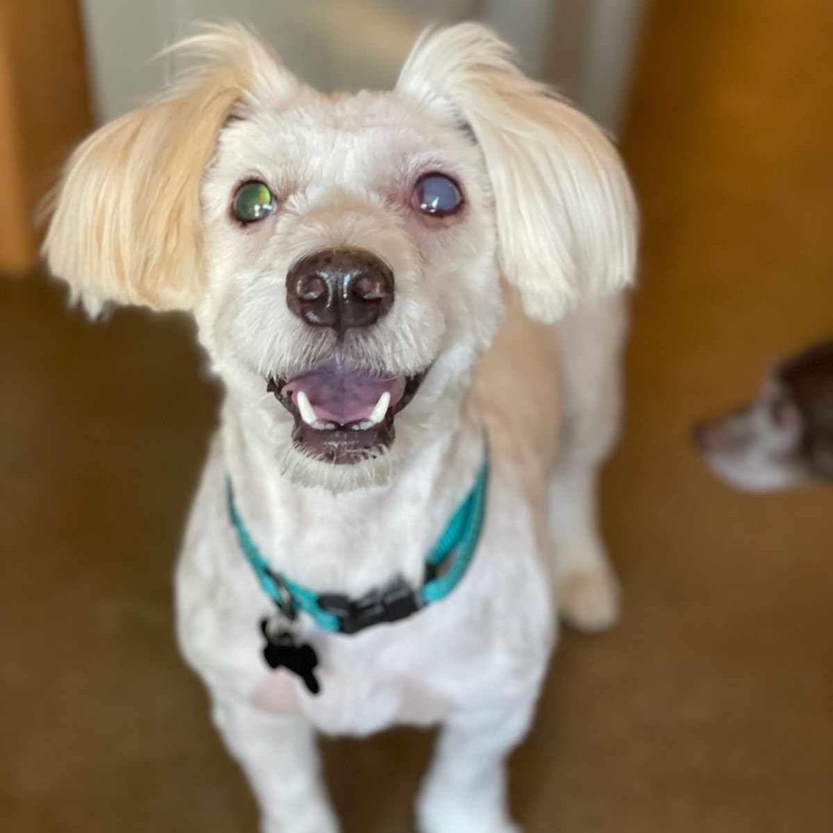 Enlarge Greta, an adoptable mixed breed in Marana, AZ image 1/4