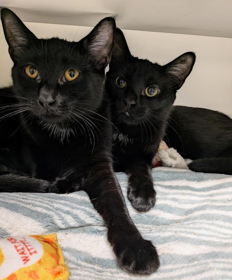 Scrabble, a Adoptable mixed breed in Bellingham, WA image 3/3