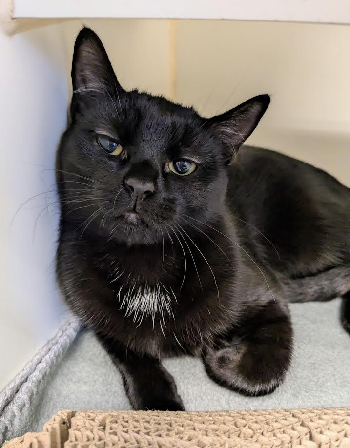 Scrabble, a Adoptable mixed breed in Bellingham, WA image 1/3