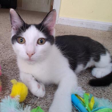 Cowgirl Everett - adopt with a sibling, Adoptable, Kitten Female Domestic Short Hair & Domestic Short Hair.