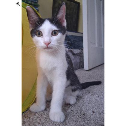 Enlarge Cowgirl Everett - adopt with a sibling, a Adoptable mixed breed in Hudson, MA image 2/3
