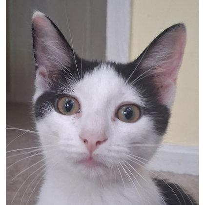 Enlarge Cowgirl Everett - adopt with a sibling, a Adoptable mixed breed in Hudson, MA image 3/3