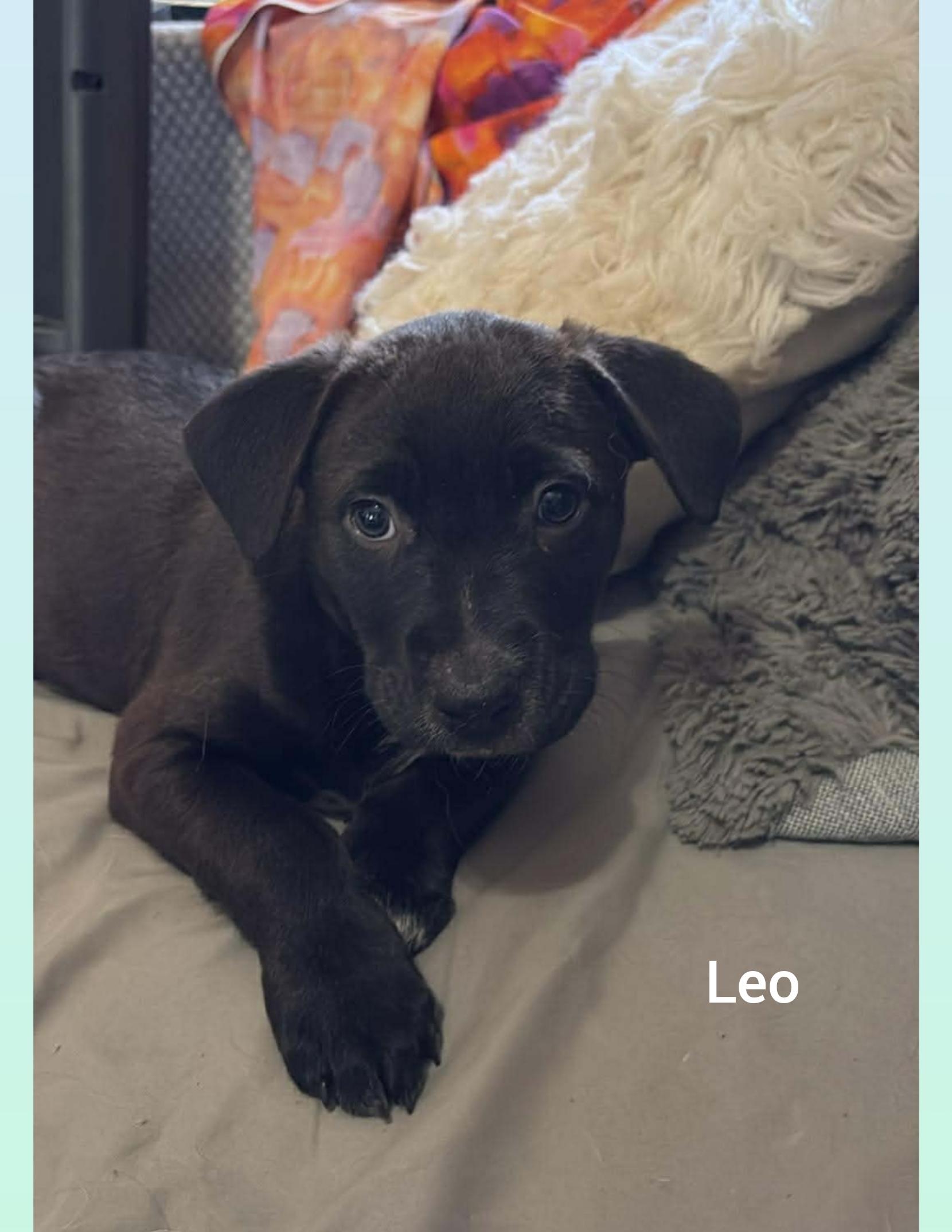 Enlarge Leo ( Orlando,  FL), a Adoptable mixed breed in Orlando, FL image 1/3