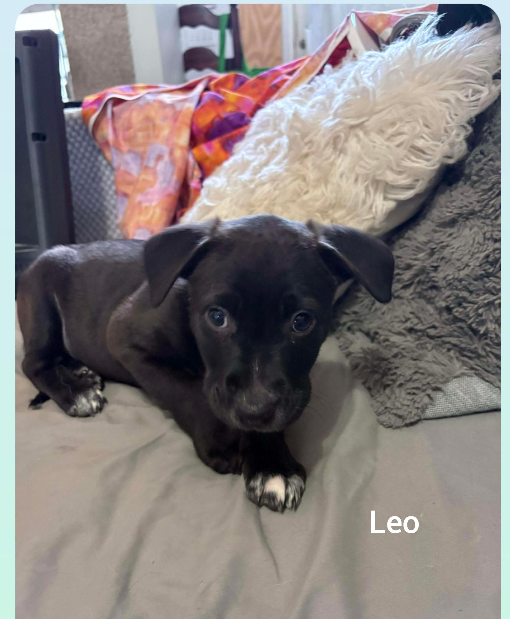 Enlarge Leo ( Orlando,  FL), a Adoptable mixed breed in Orlando, FL image 2/3