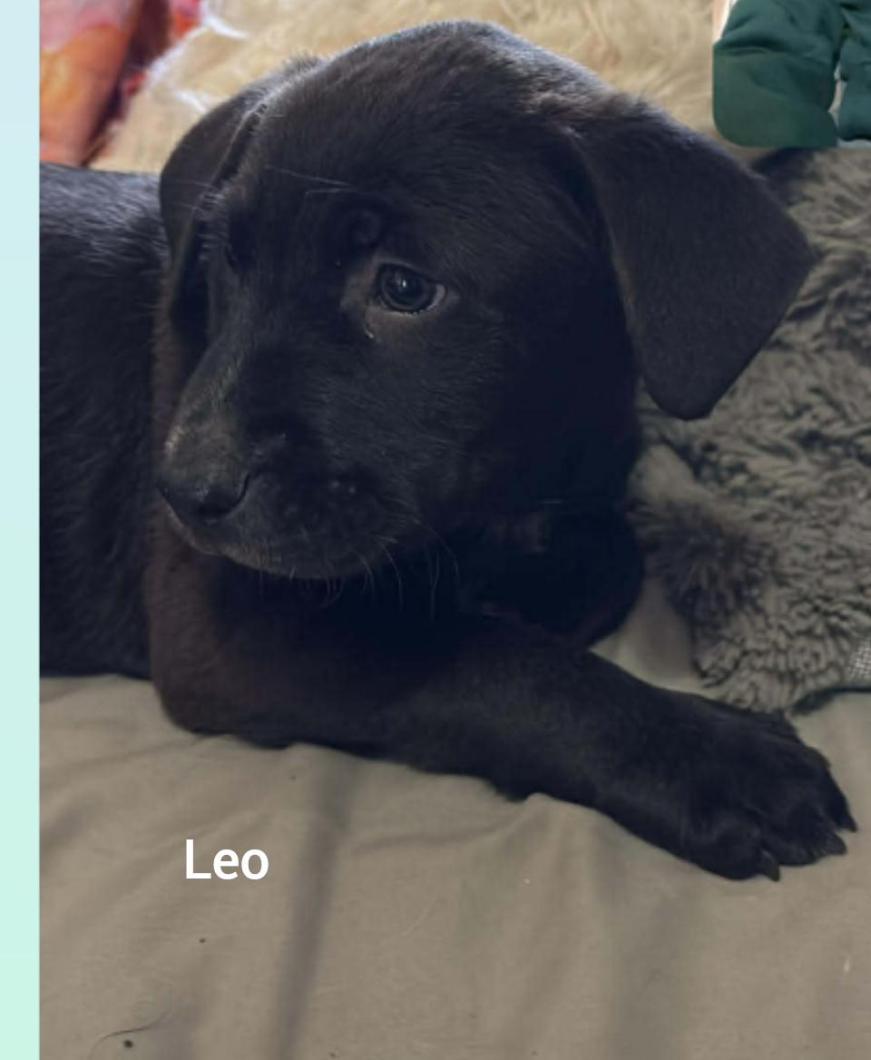 Enlarge Leo ( Orlando,  FL), a Adoptable mixed breed in Orlando, FL image 3/3