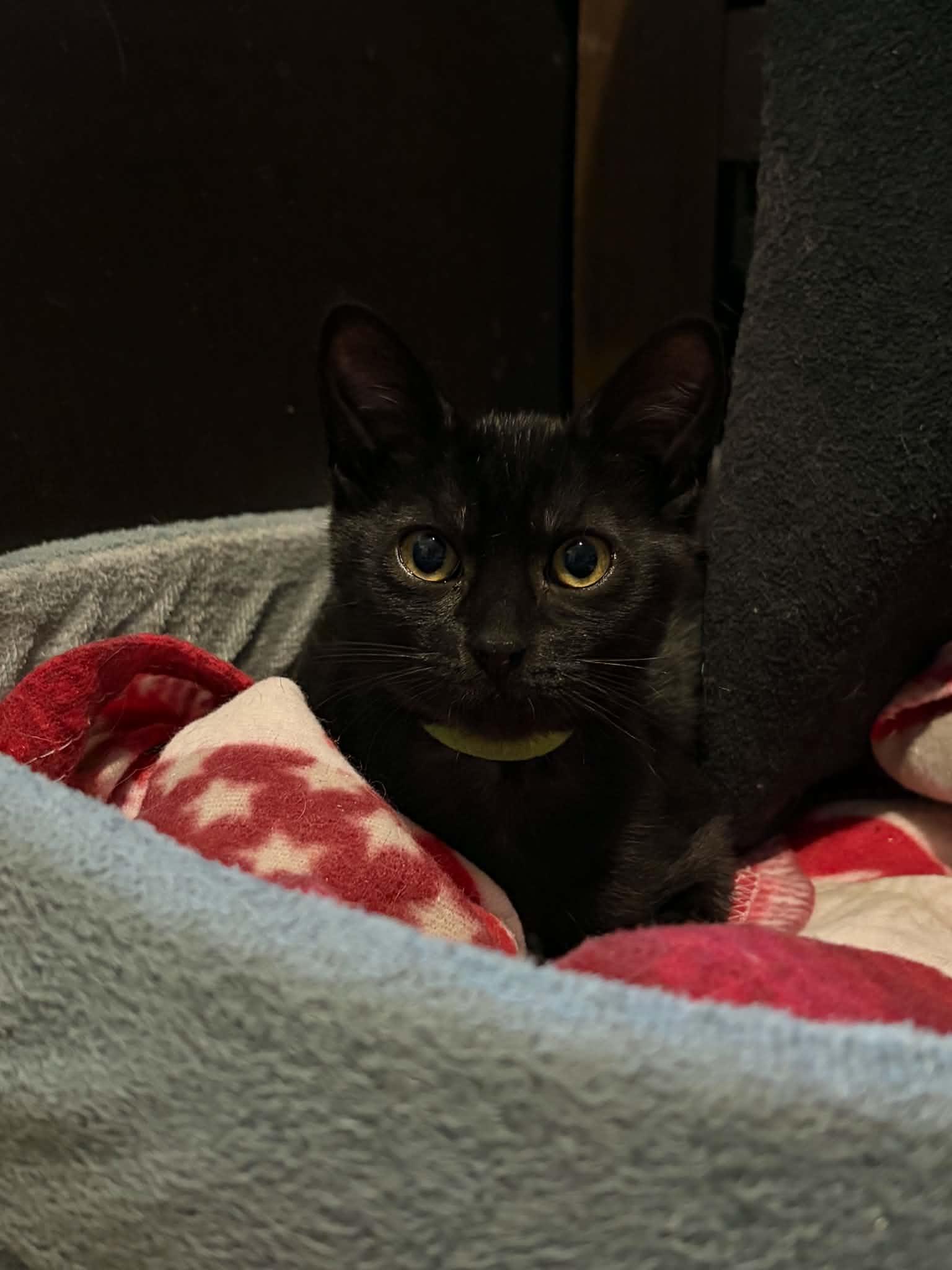Enlarge Colby, a ADOPTABLE Domestic Short Hair in BURNABY, BC image 1/1