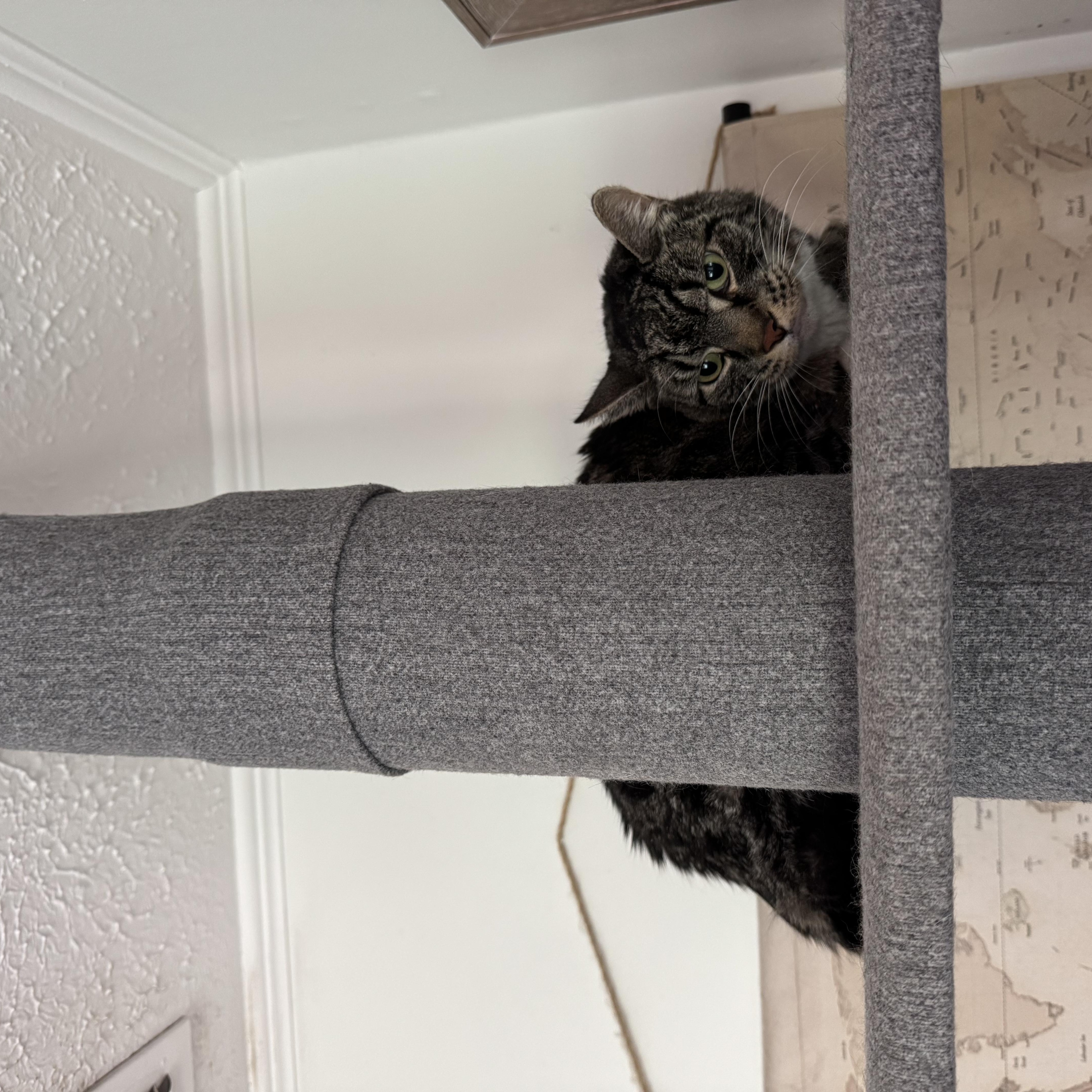 Enlarge Traveler, a Adoptable Domestic Short Hair in largo, FL image 2/2