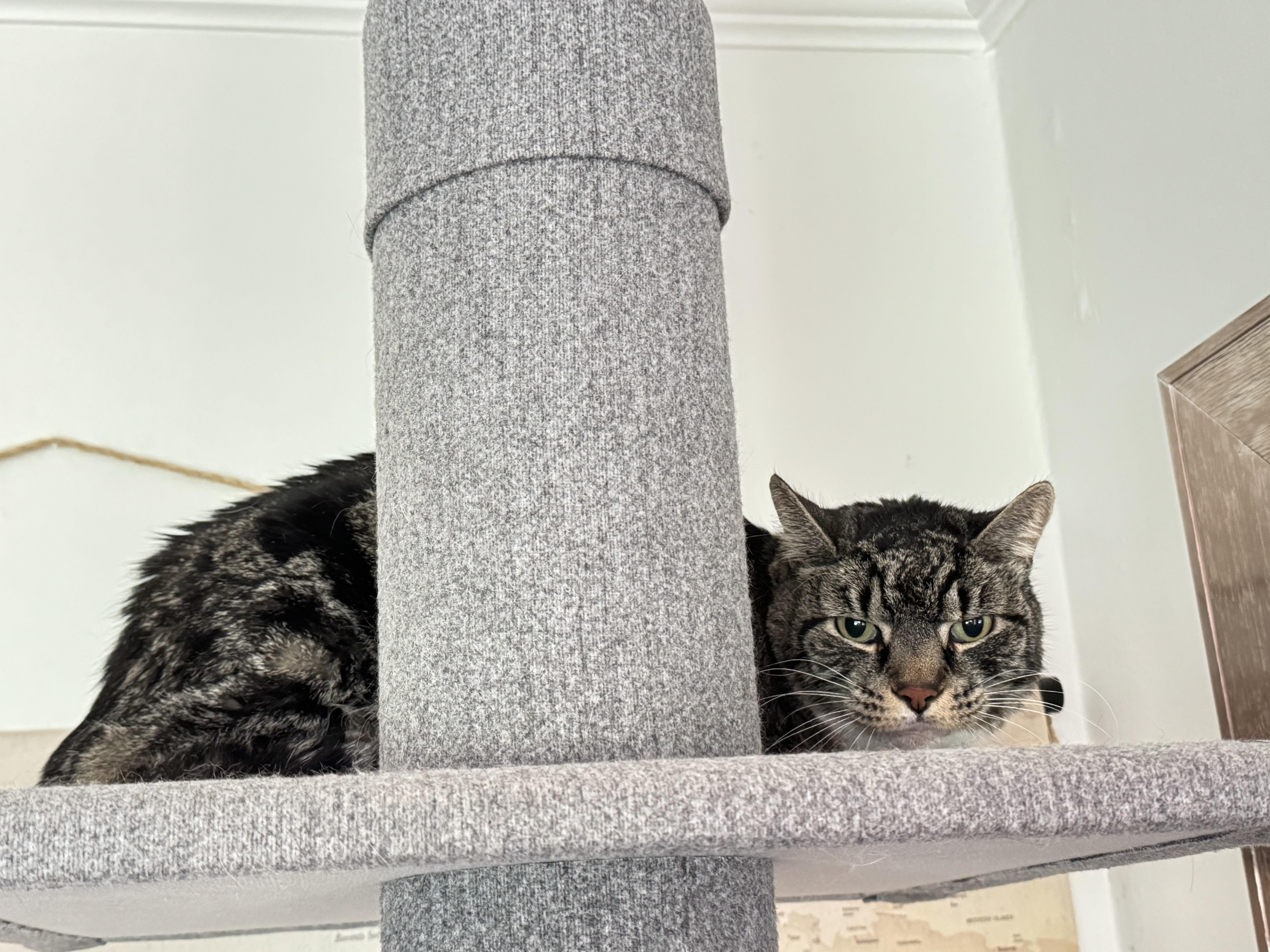Traveler, Adoptable, Senior Male Domestic Short Hair.