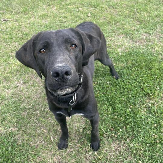 Goofus, Adoptable, Adult Male Black Labrador Retriever & Hound.