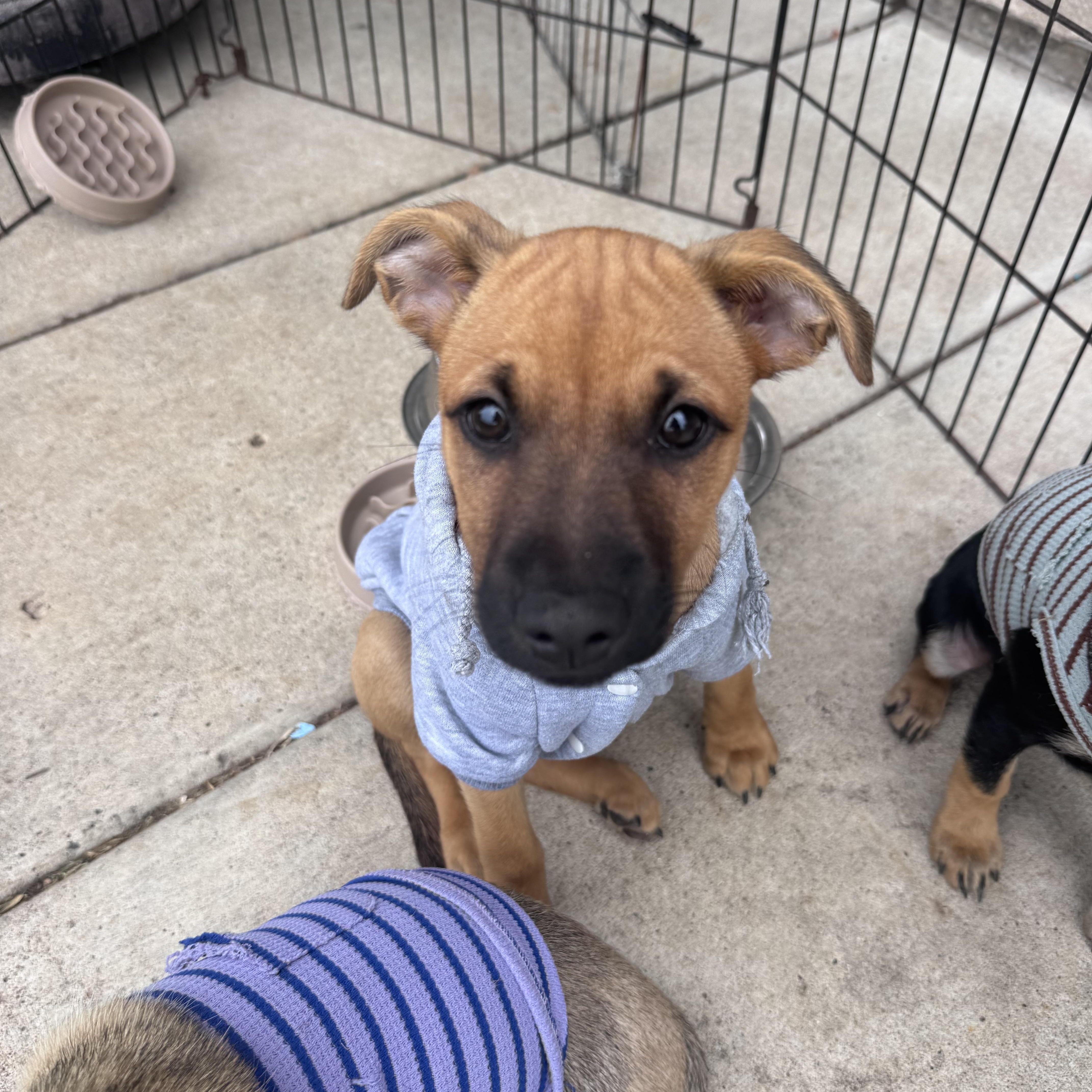 Rebeca, Adoptable, Puppy Female Border Terrier.