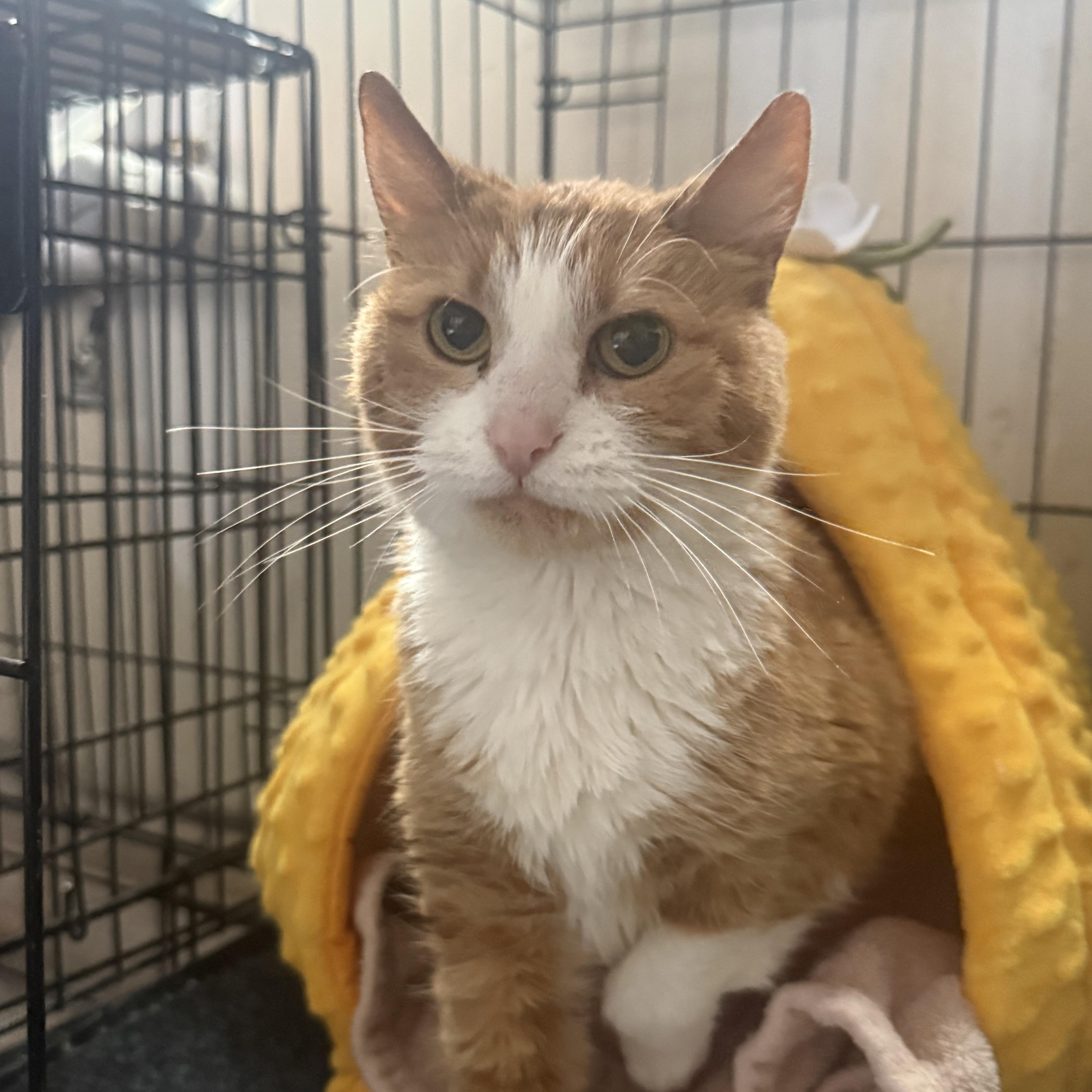 Enlarge Lowkey, an adopted Domestic Short Hair in Blaine, MN image 3/5