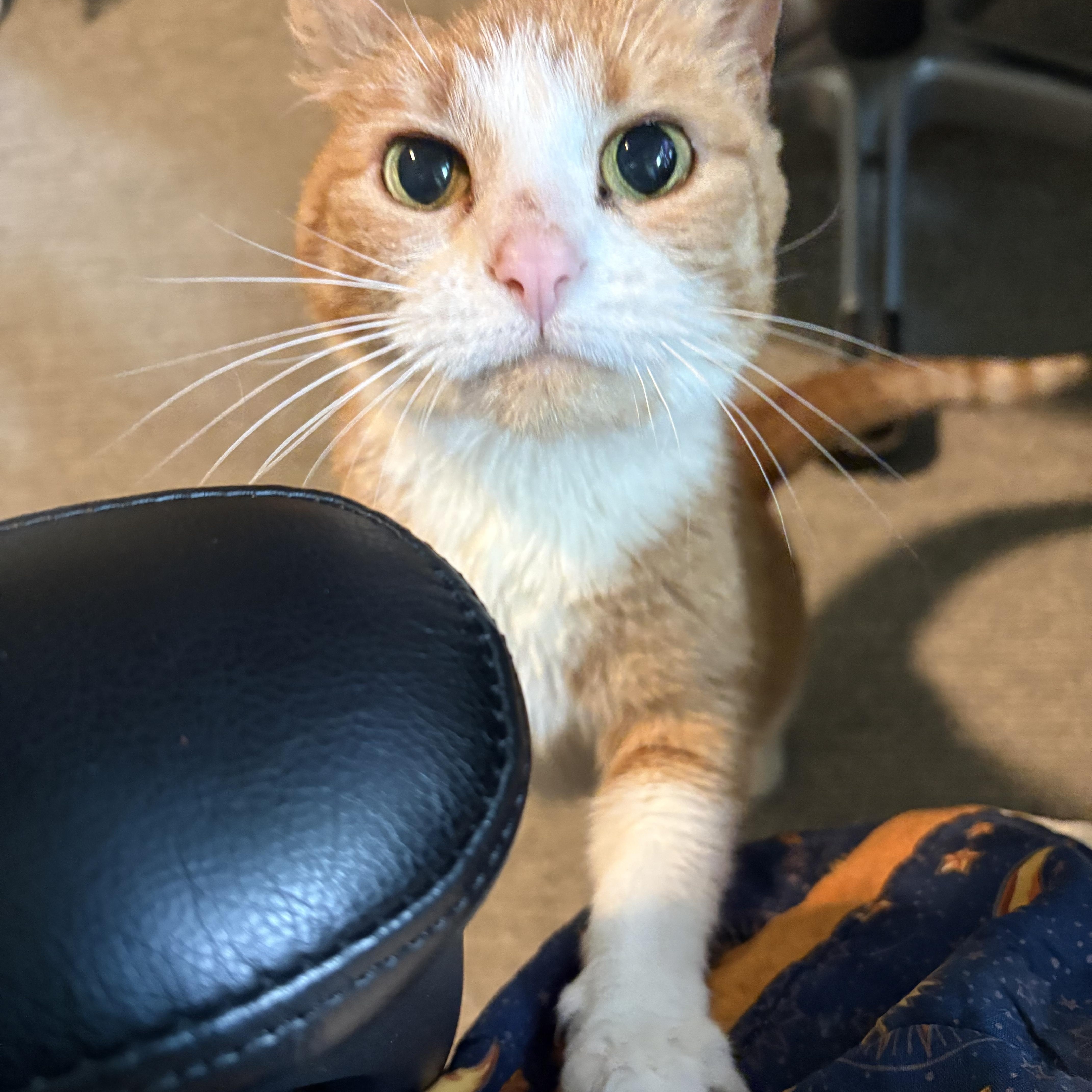 Enlarge Lowkey, an adopted Domestic Short Hair in Blaine, MN image 2/5
