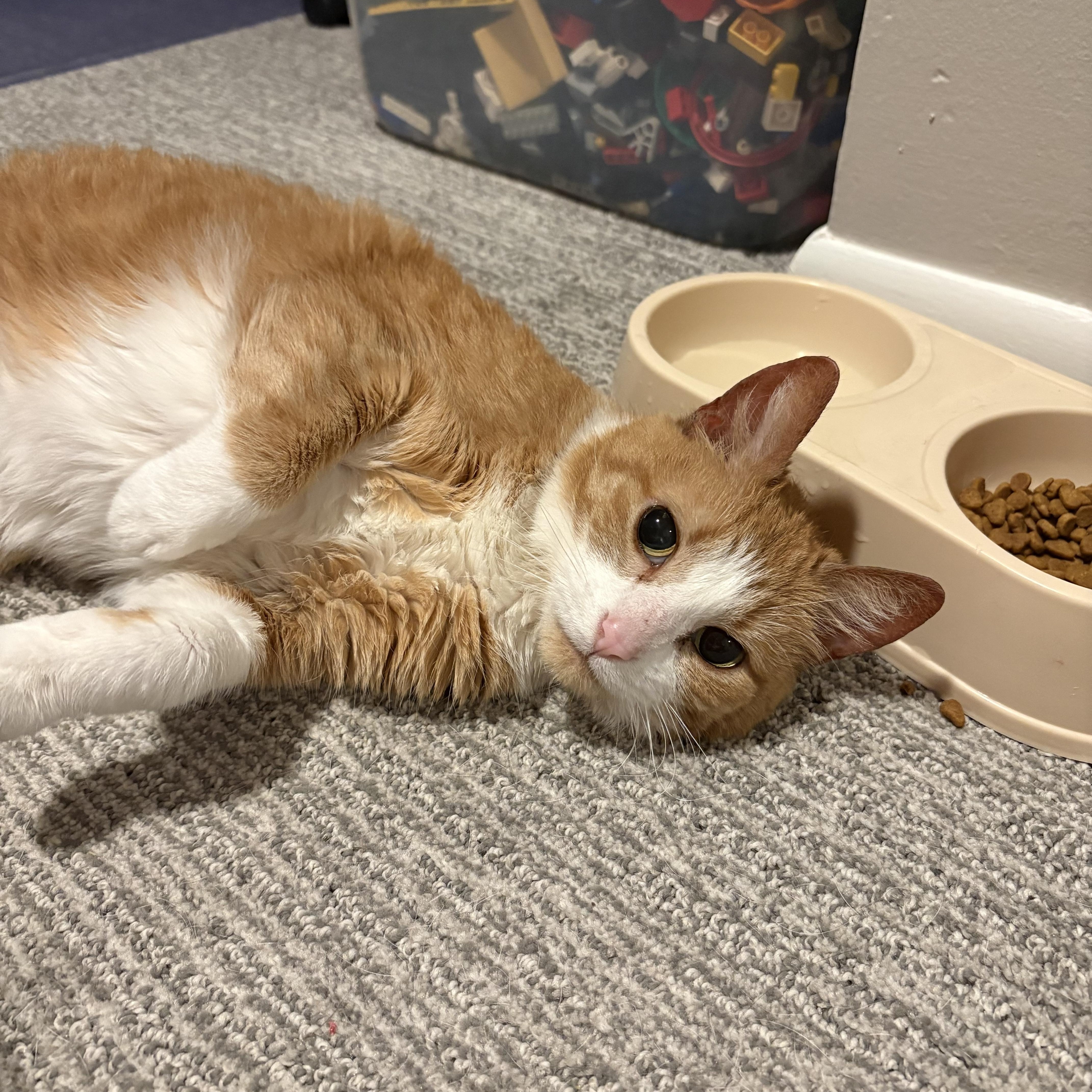 Lowkey, adopted, Senior Female Domestic Short Hair.