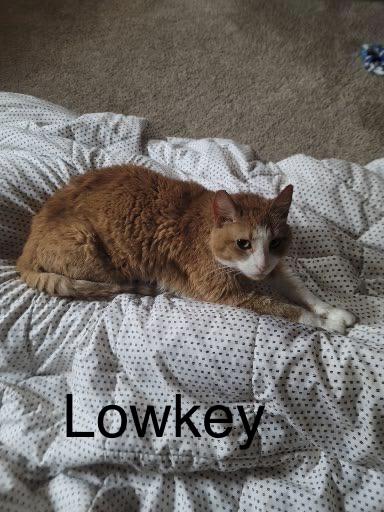 Enlarge Lowkey, an adopted Domestic Short Hair in Blaine, MN image 5/5
