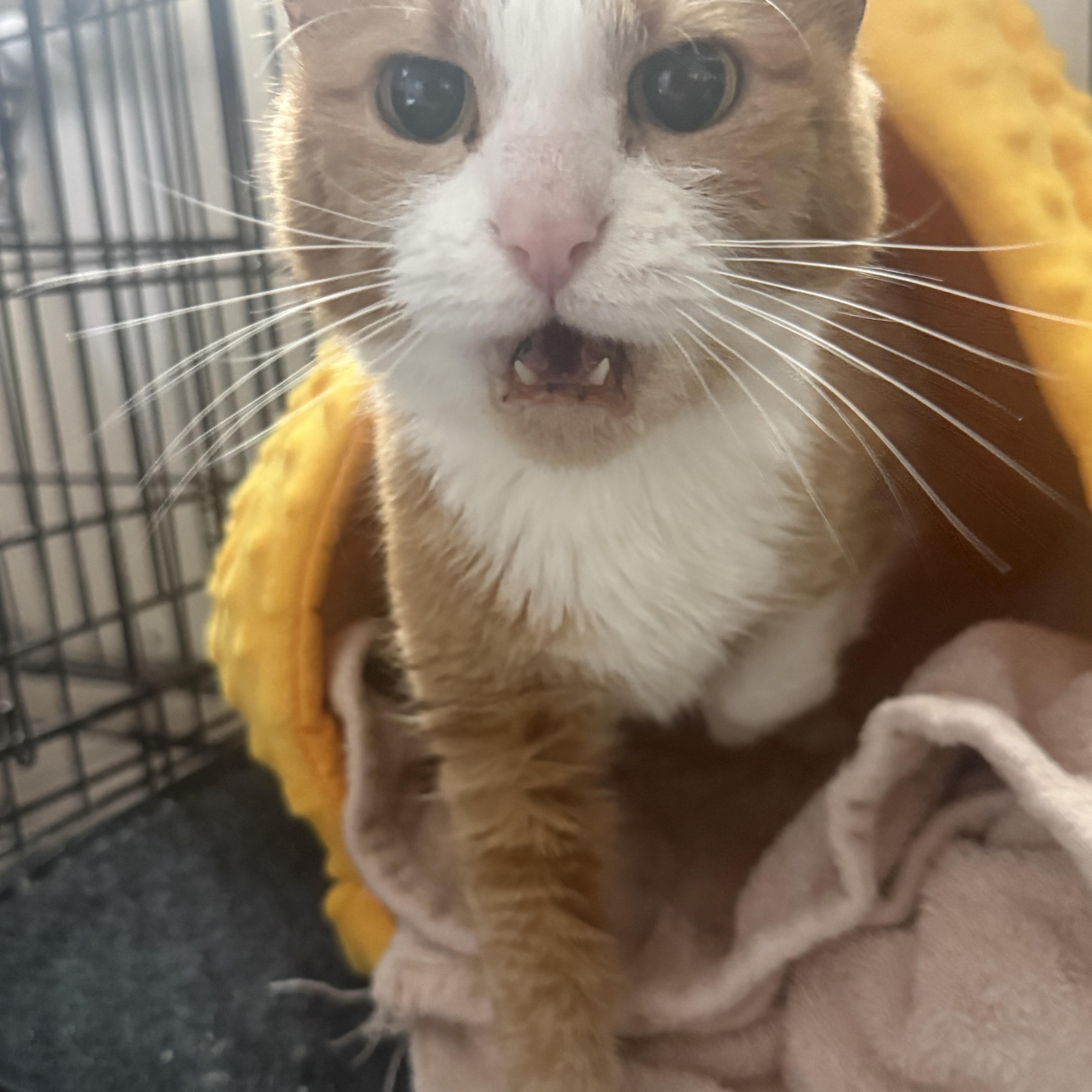 Enlarge Lowkey, an adopted Domestic Short Hair in Blaine, MN image 4/5