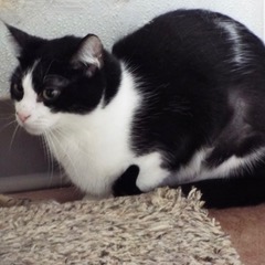 Luna, an adoptable Domestic Short Hair in Green Valley, AZ image 5/5