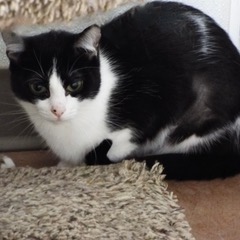 Luna, an adoptable Domestic Short Hair in Green Valley, AZ image 4/5