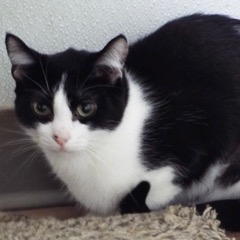 Luna, an adoptable Domestic Short Hair in Green Valley, AZ image 2/5