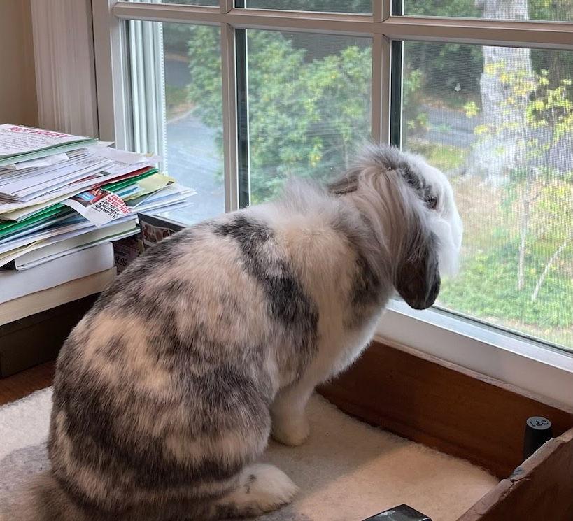 Josephine, Adopted, Adult Female Mini Lop & Lionhead.