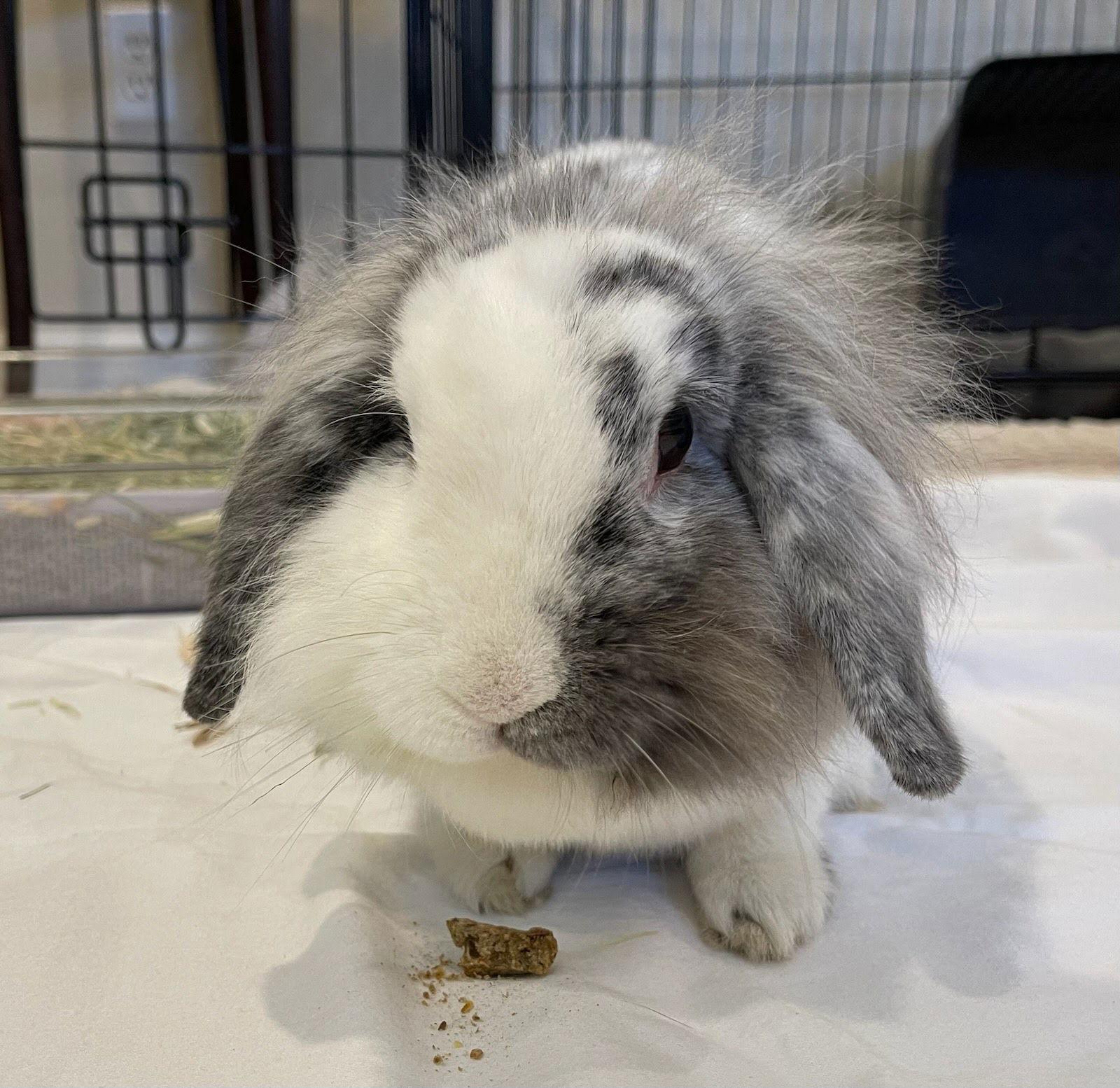 Enlarge Josephine, a Adopted mixed breed in Great Neck, NY image 2/3