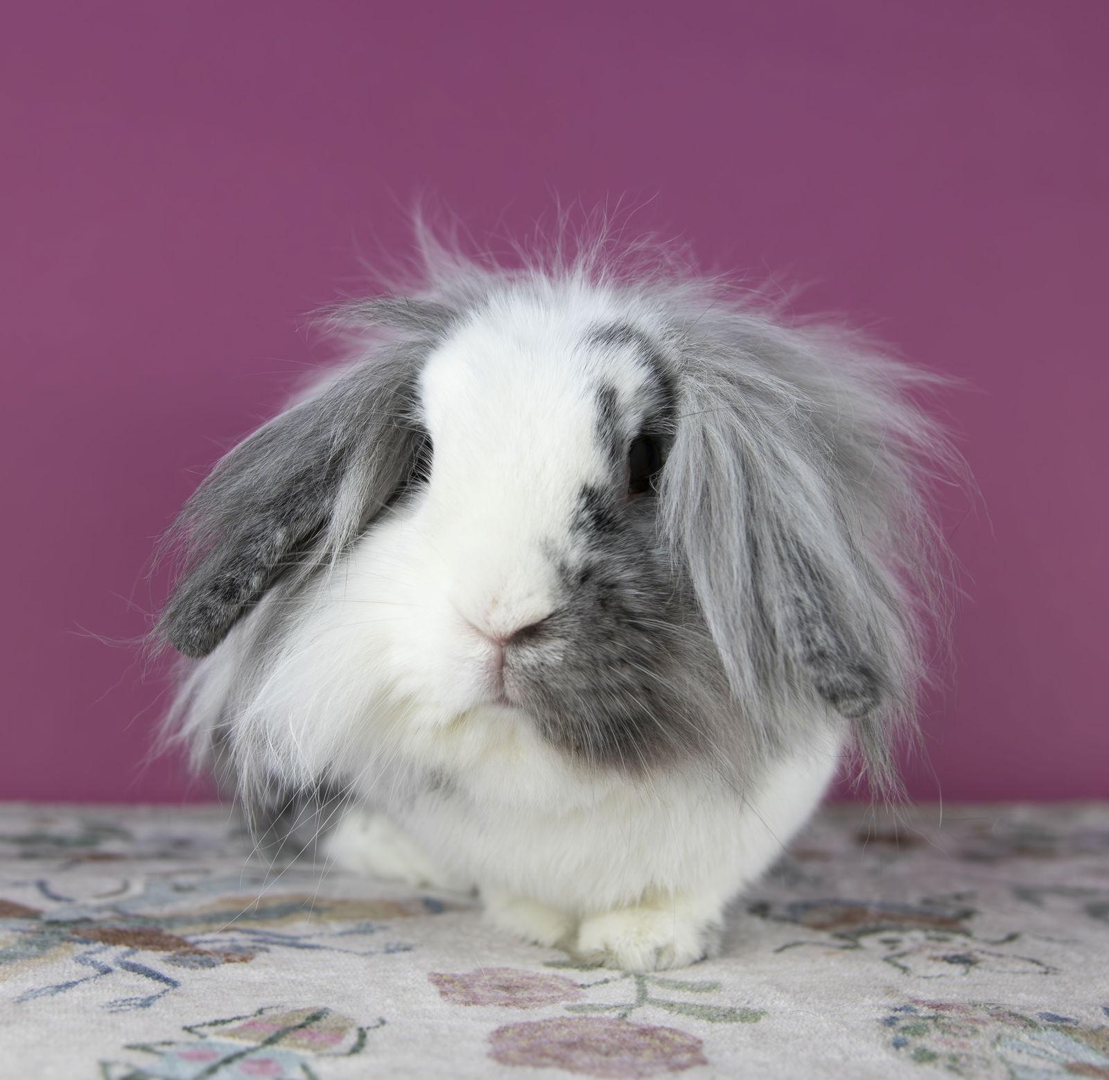 Enlarge Josephine, a Adopted mixed breed in Great Neck, NY image 3/3