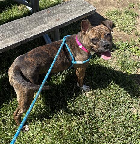 JAZZA, Adoptable, Adult Female Boxer & Mixed Breed.