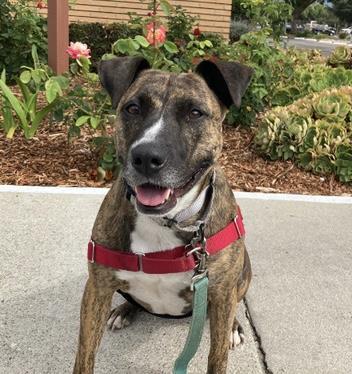 Enlarge MARGO, a Adoptable American Staffordshire Terrier in Santa Barbara, CA image 1/1