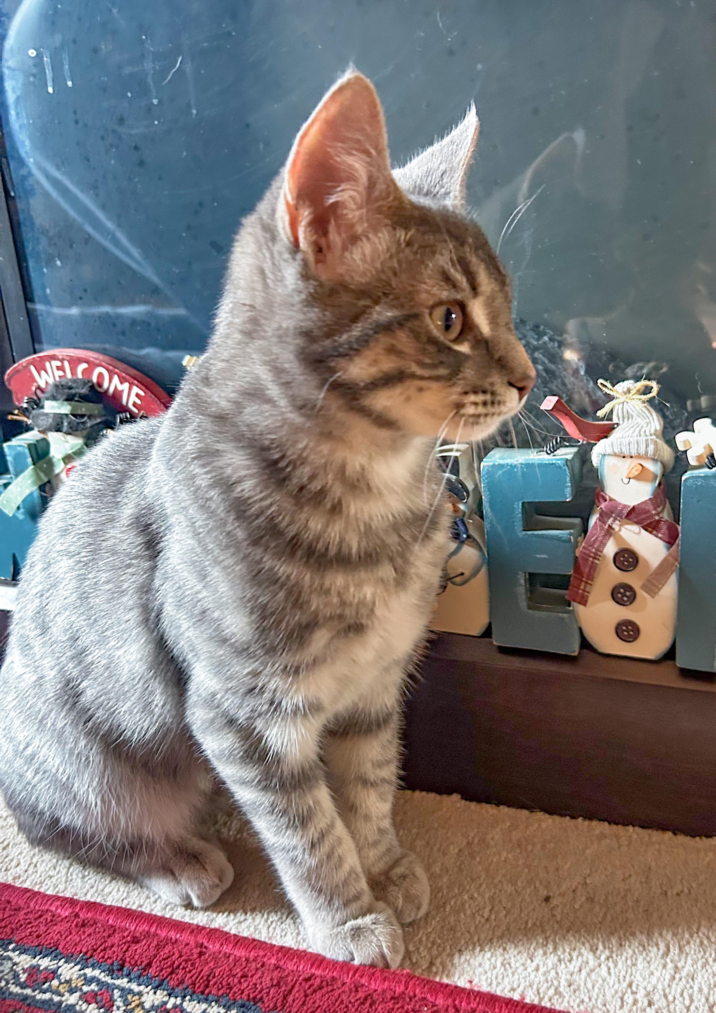 Kurt, a Adoptable Domestic Short Hair in Alexandria, VA image 4/6