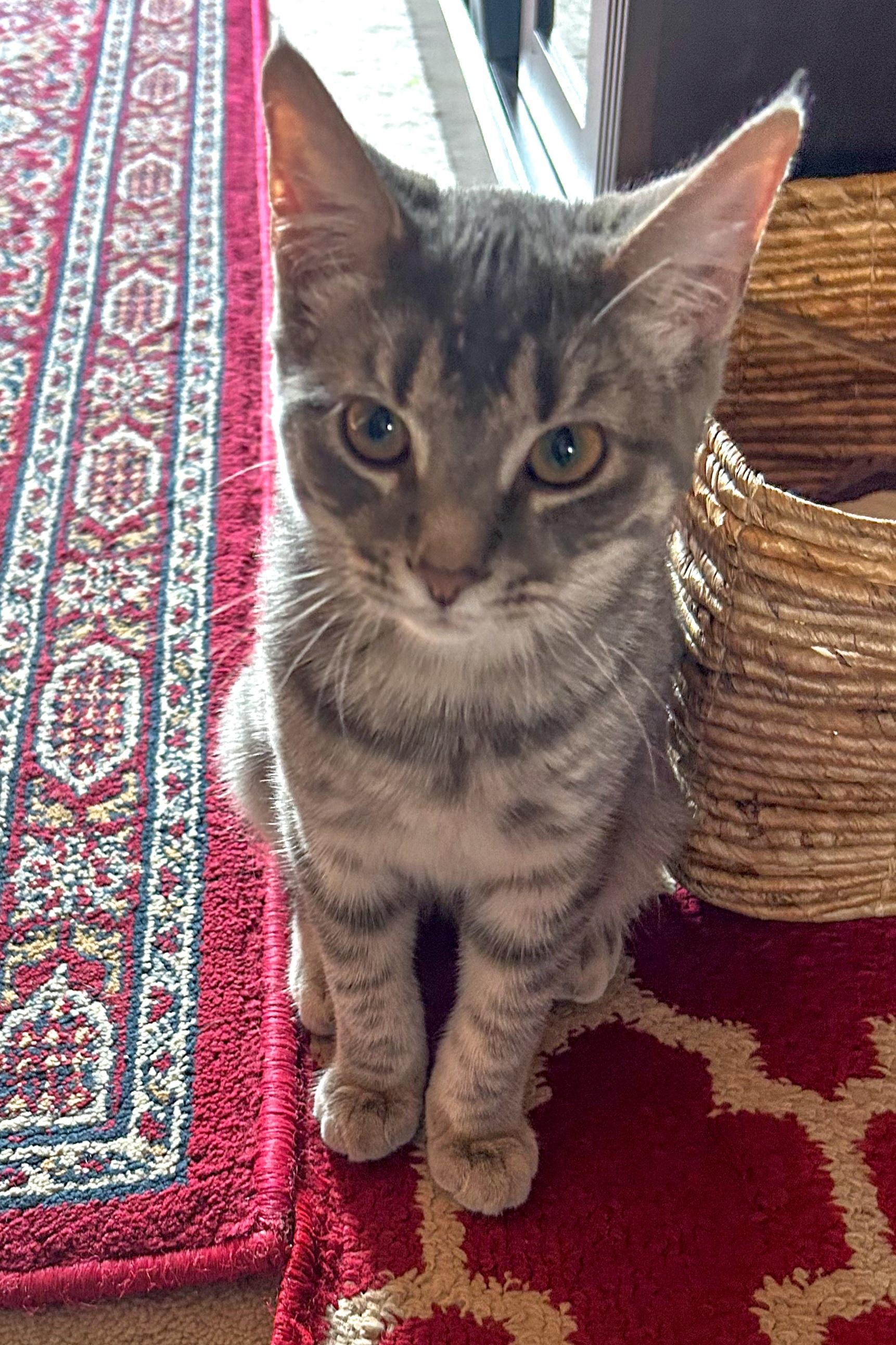 Kurt, a Adoptable Domestic Short Hair in Alexandria, VA image 2/6