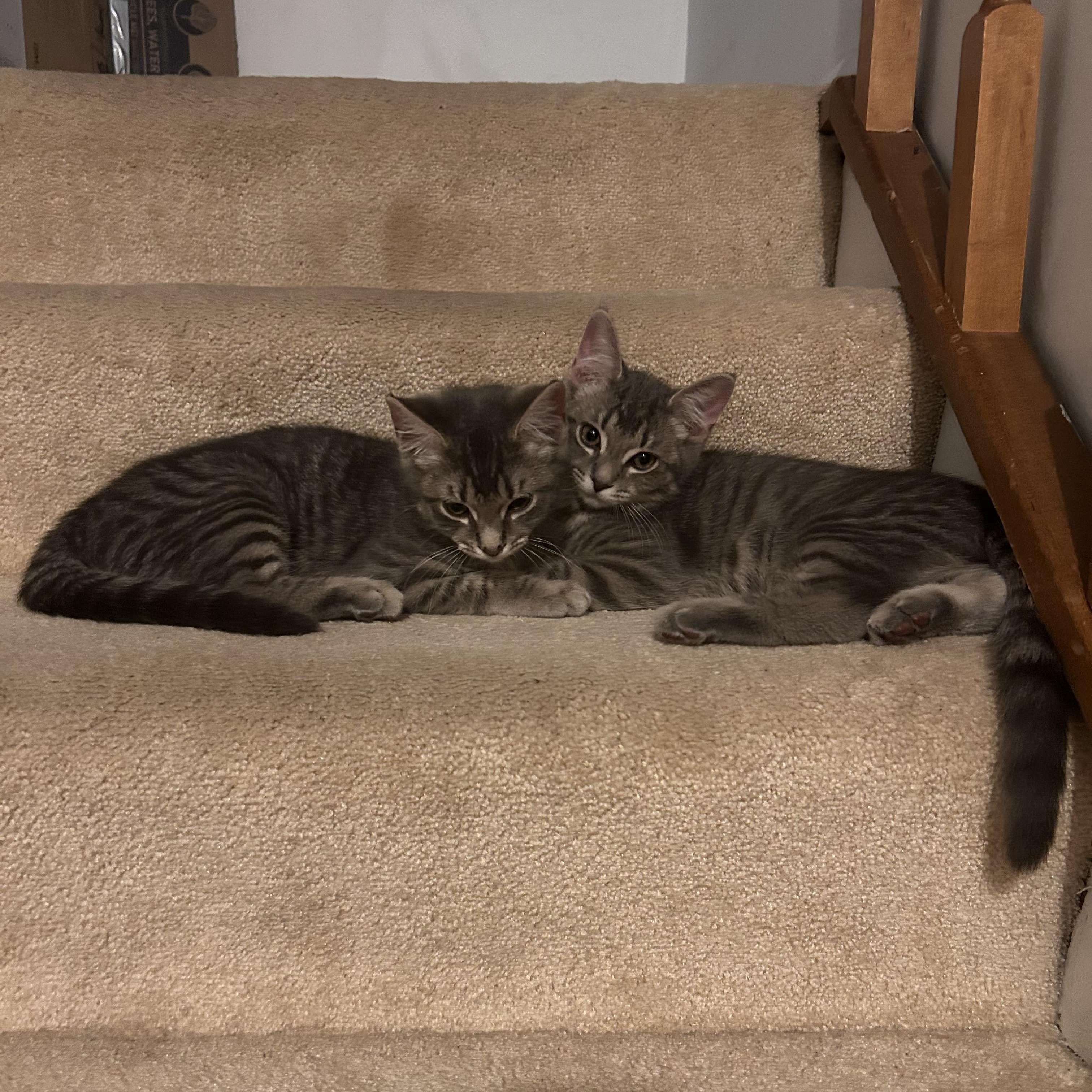 Kurt, a Adoptable Domestic Short Hair in Alexandria, VA image 3/4