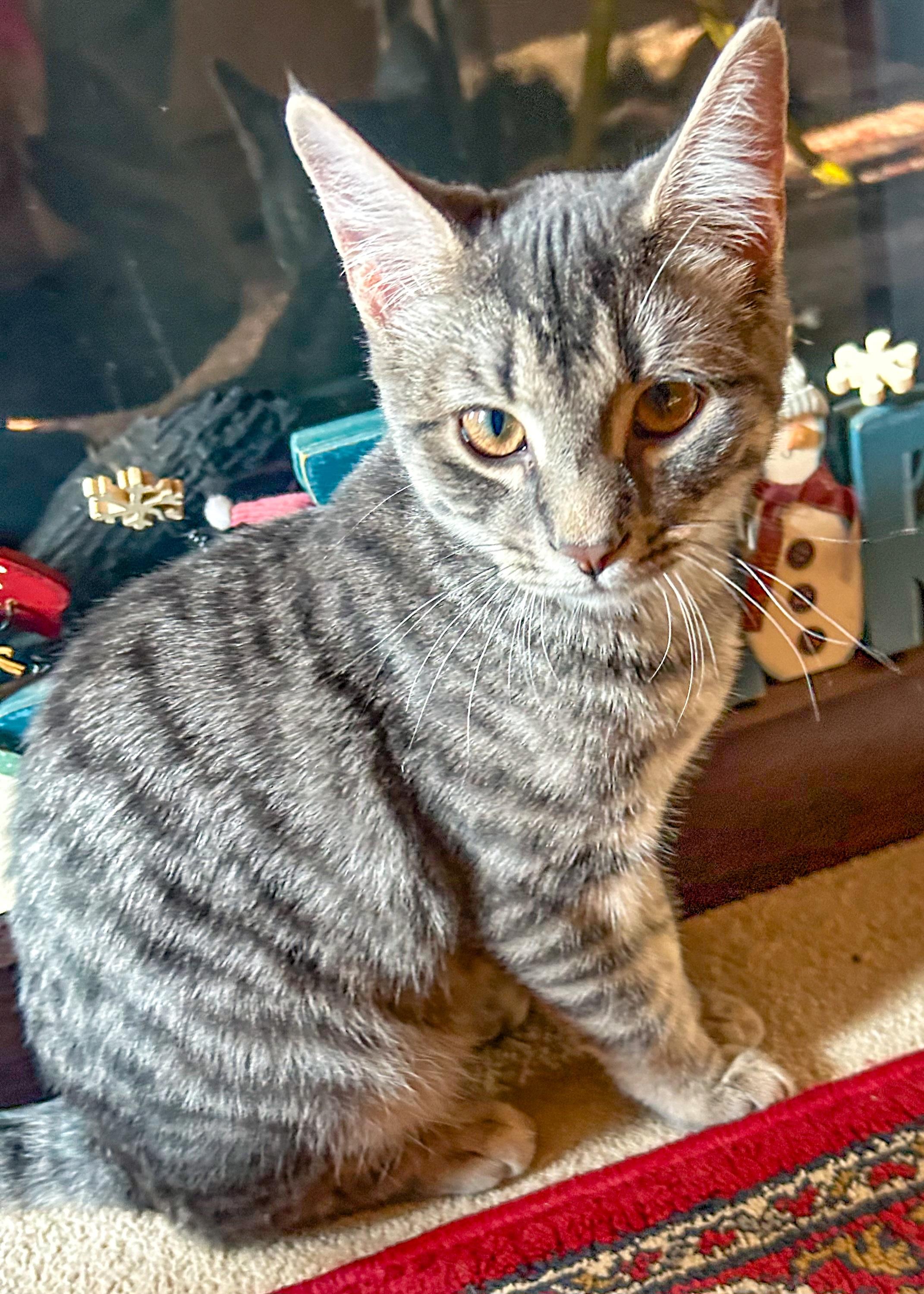 Kurt, a Adoptable Domestic Short Hair in Alexandria, VA image 3/6