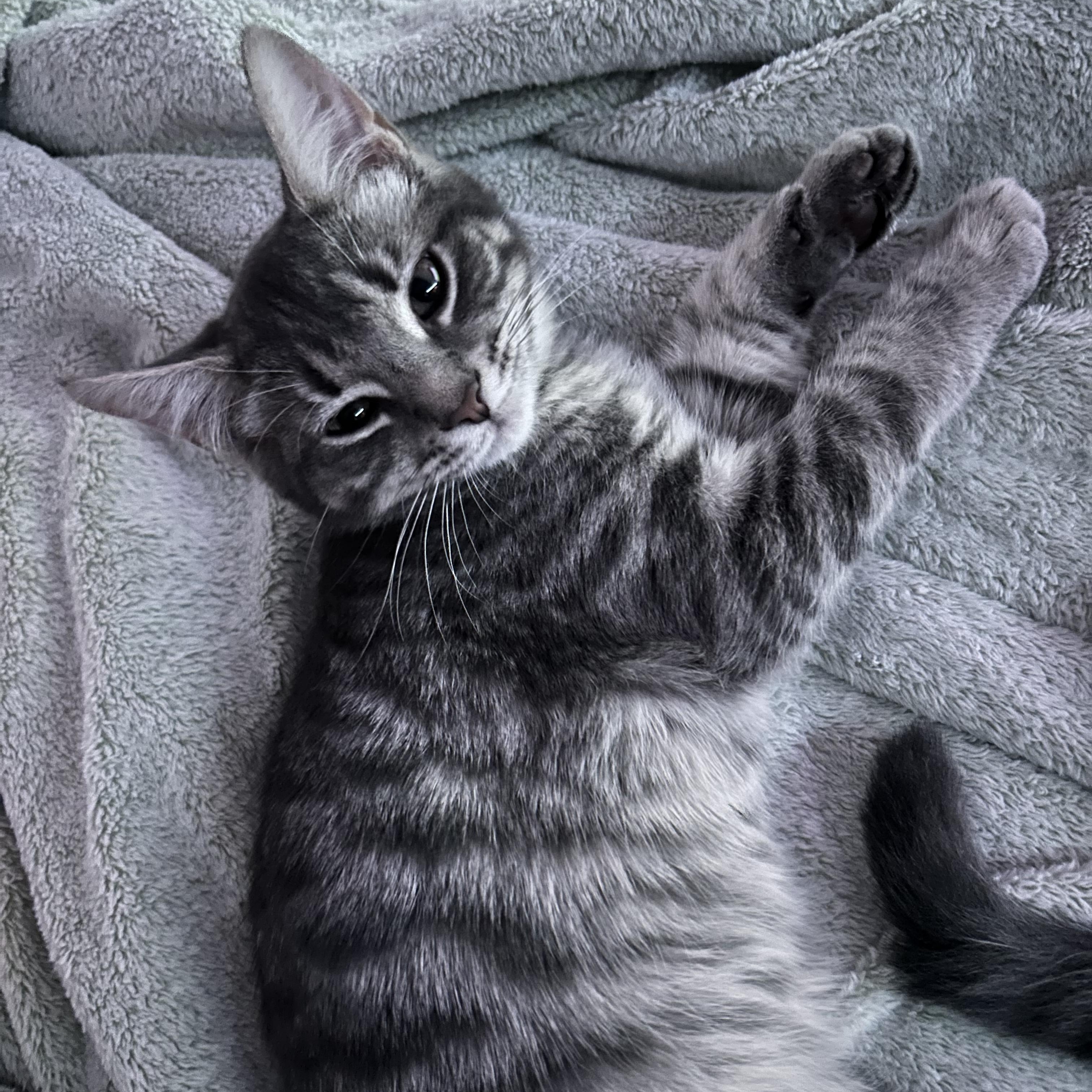 Kurt, Adoptable, Kitten Male Domestic Short Hair.