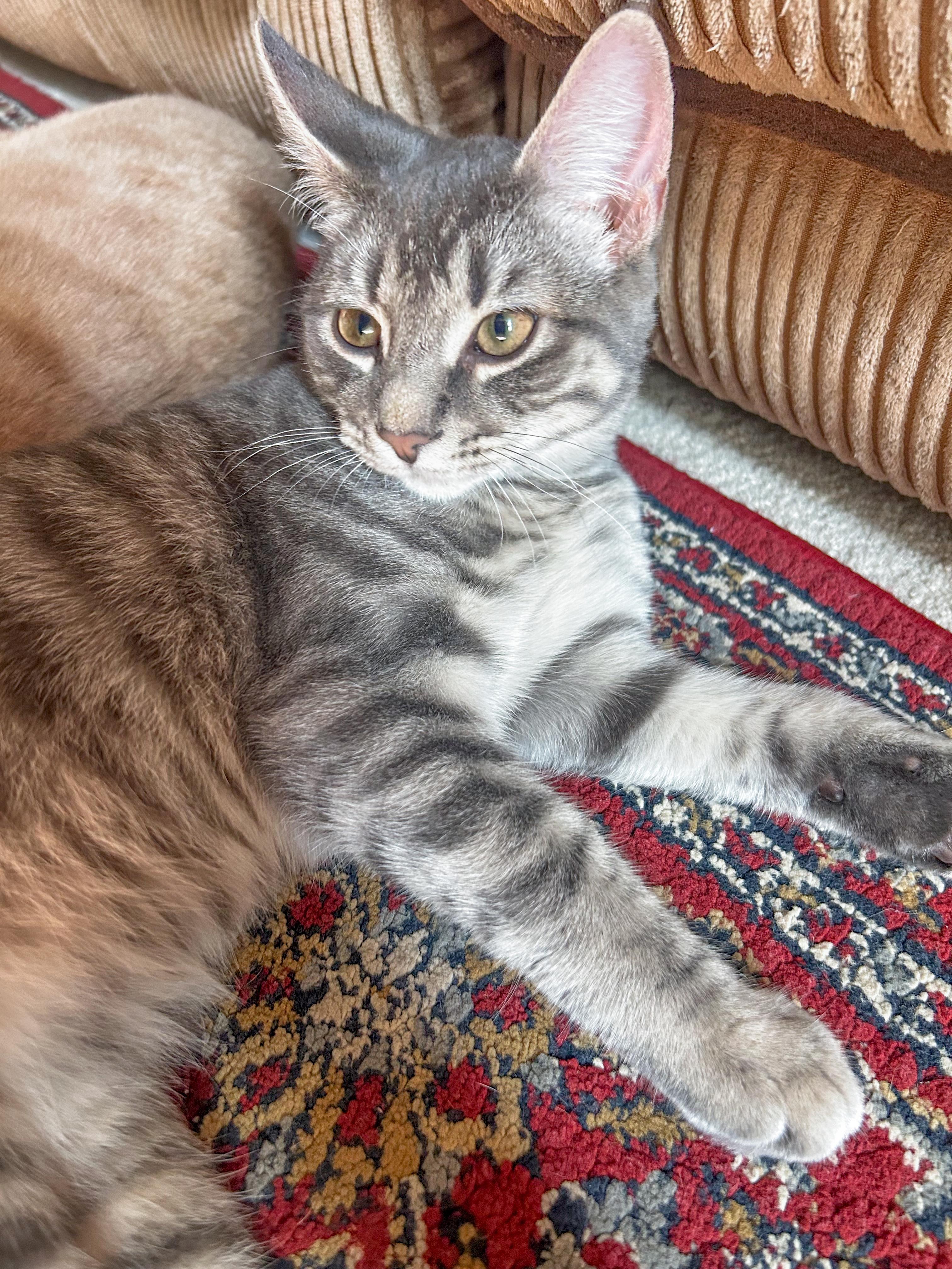 Kurt, Adoptable, Kitten Male Domestic Short Hair.