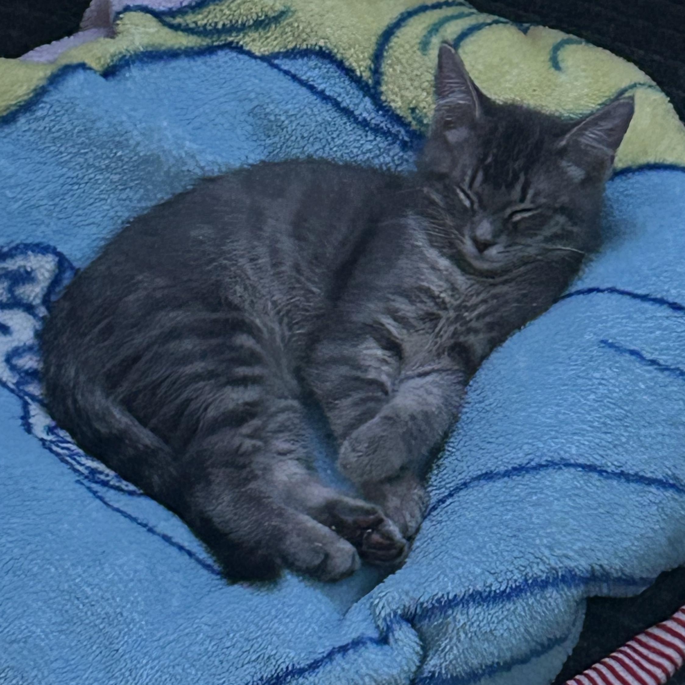 Kurt, a Adoptable Domestic Short Hair in Alexandria, VA image 4/4